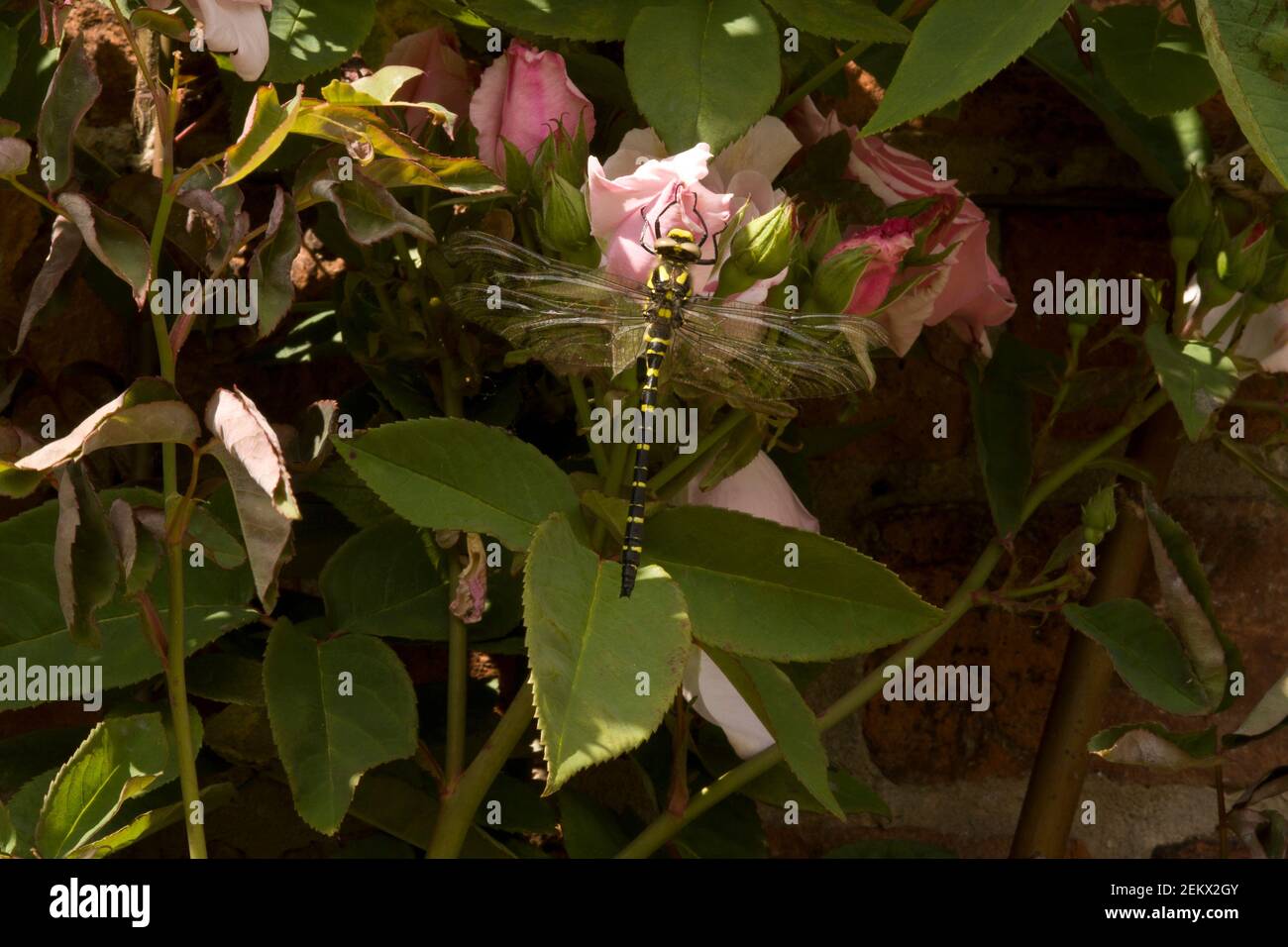 fleurs et plantes avec une libellule au sommet, ailes, insecte volant, grandes ailes, claires, noir, jaune, couleurs abeille Banque D'Images