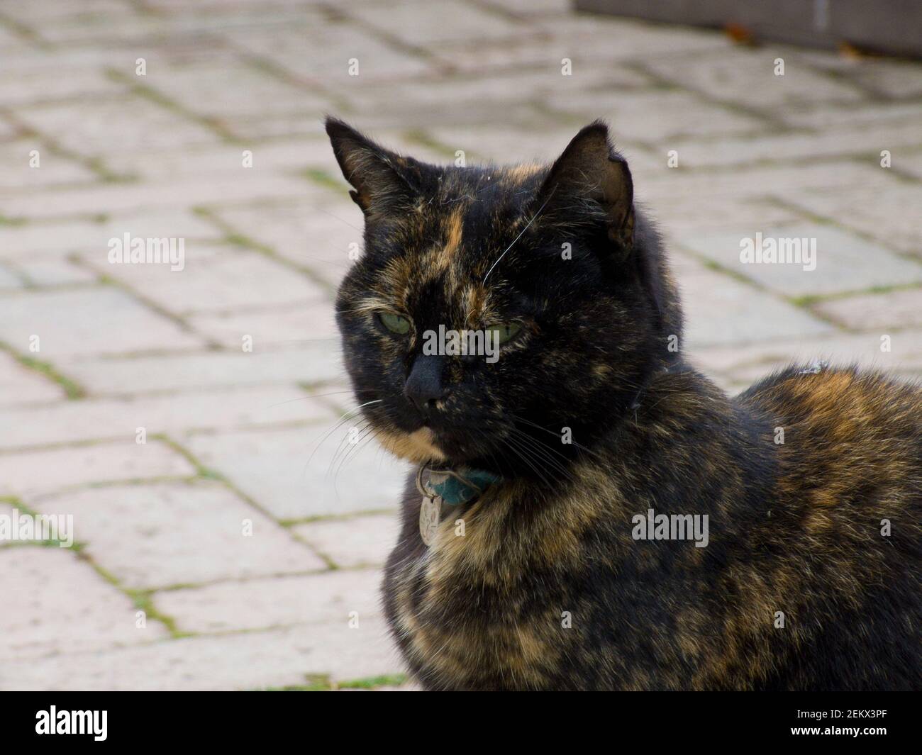 Yeux Ambre Banque De Photographies Et D Images A Haute Resolution Alamy