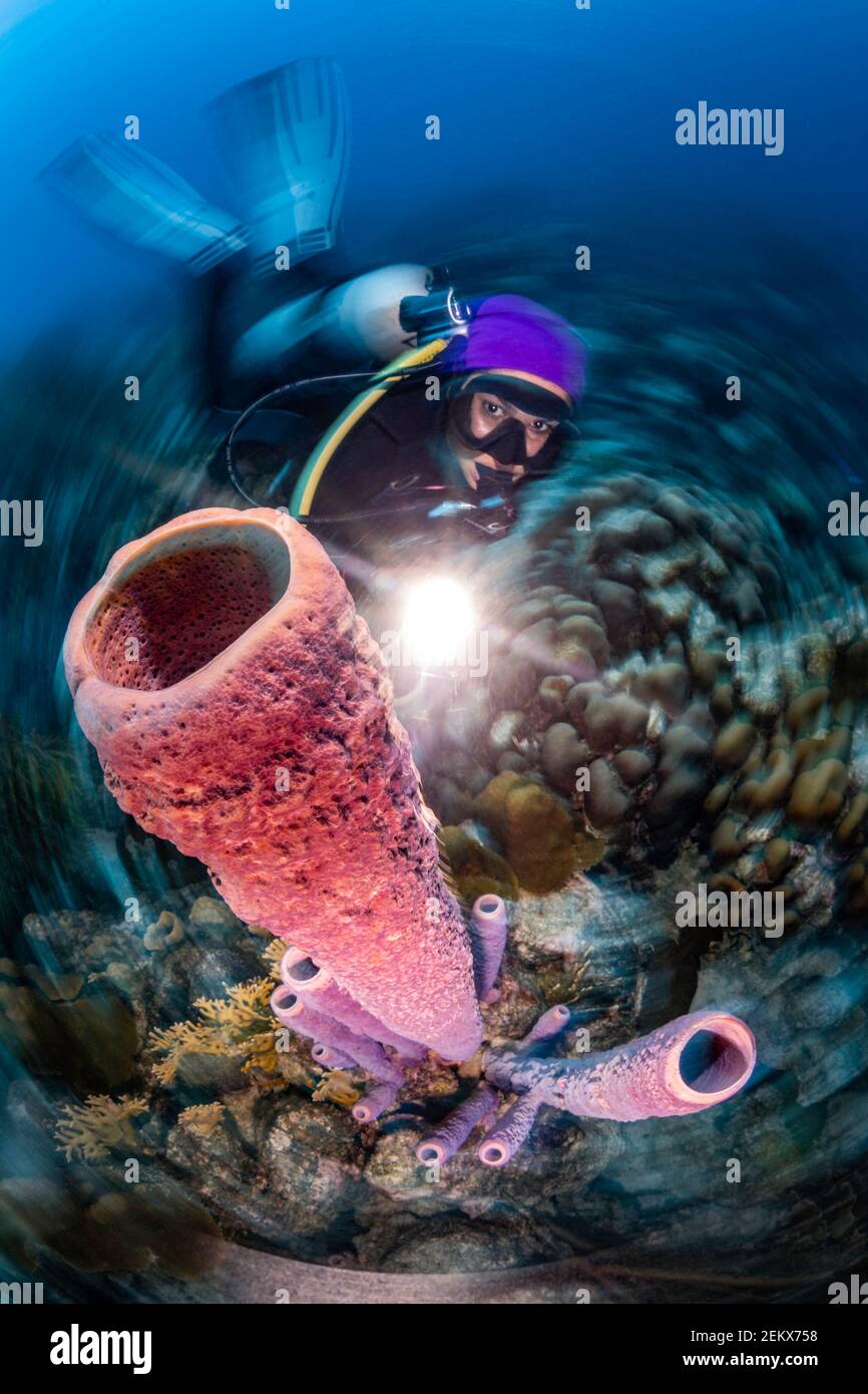 Plongeur brillant de lumière sur tube corail sur Bonaire, Leeward Antilles Banque D'Images