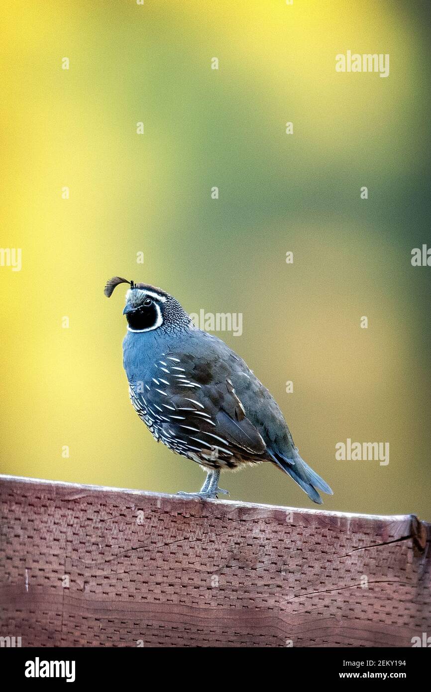 Un caille de Californie (Callipepla californica) à Los Altos Hills, en Californie Banque D'Images