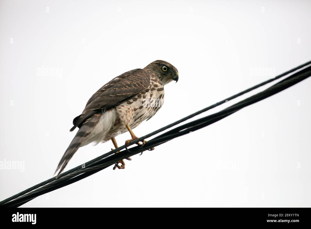 Un jeune Cooper's Hawk (Accipiter cooperii) à Palo Alto, en Californie Banque D'Images