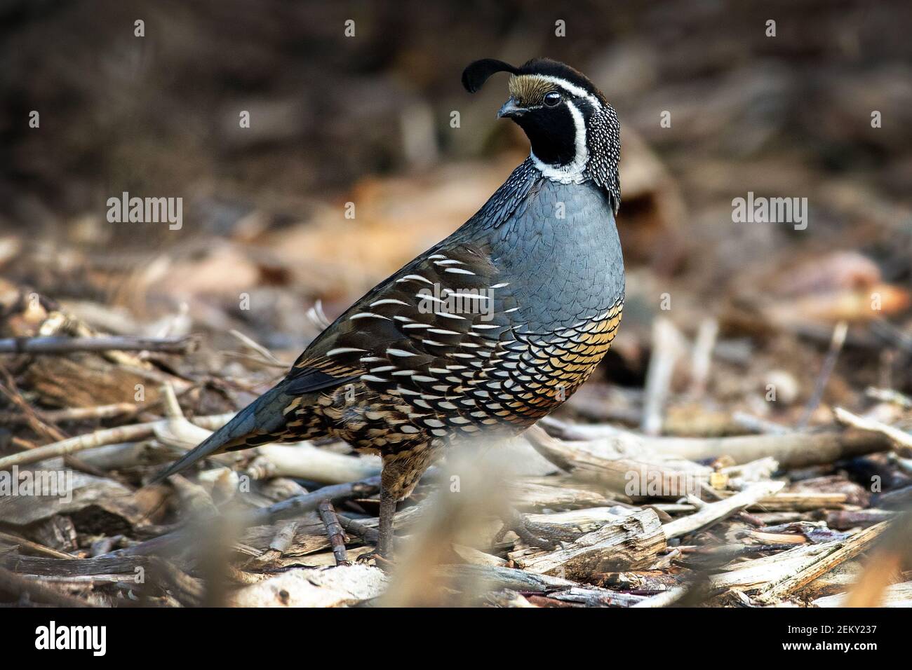 Un caille de Californie (Callipepla californica) à Los Altos Hills, en Californie Banque D'Images