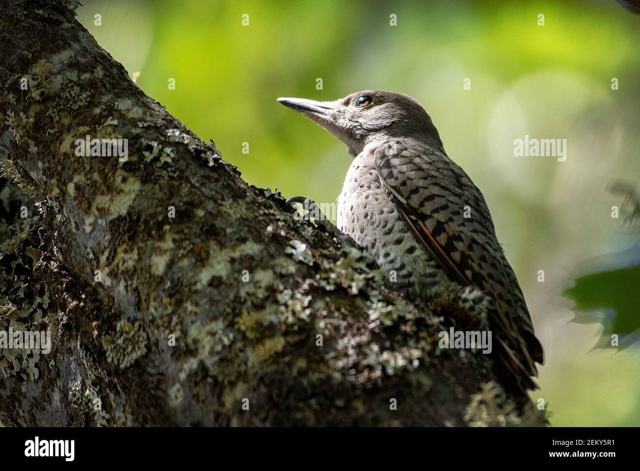 Un pic de colattes (Colaptes auratus) ou un pic de colattes à Ashland, Oregon Banque D'Images