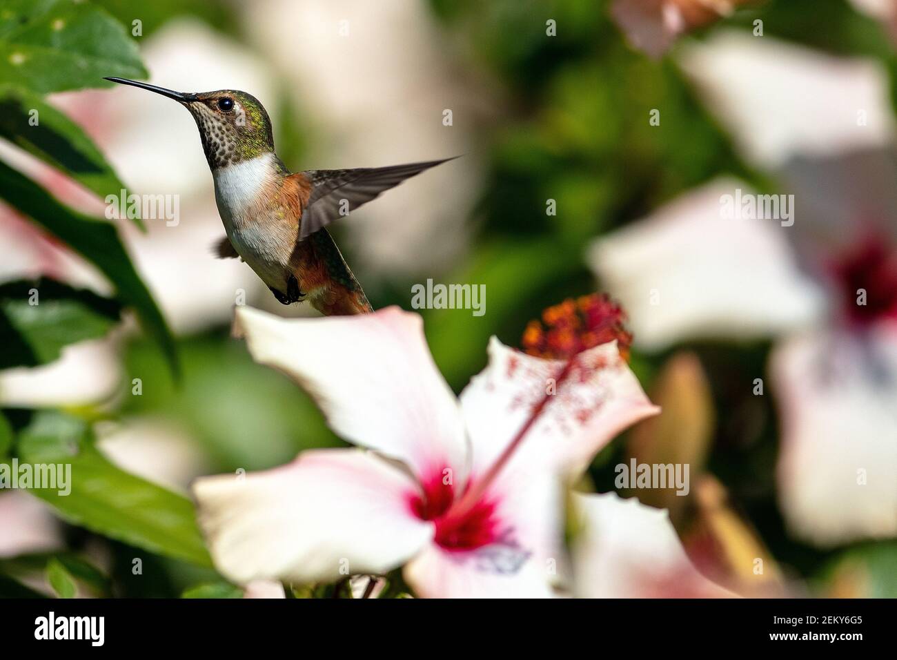 Un colibri d'Allen (Sélasphorus sasin) à Santa Barbara, en Californie Banque D'Images