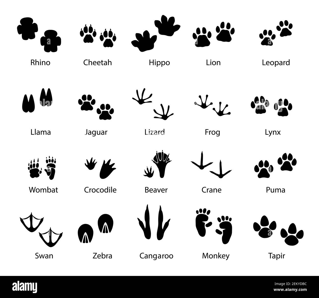 Traces de pieds d'animaux et d'oiseaux, pistes vectorielles de rhinocéros, guépard et hippopotame, lion, léopard et lama avec jaguar, lézard, grenouille et lynx. Wombat, castor, Illustration de Vecteur