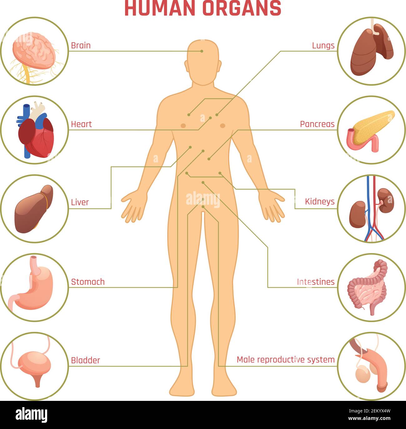 Diagramme isométrique infographiques avec silhouette homme organes humains leurs noms et emplacement sur l'illustration vectorielle 3d sur fond blanc Illustration de Vecteur