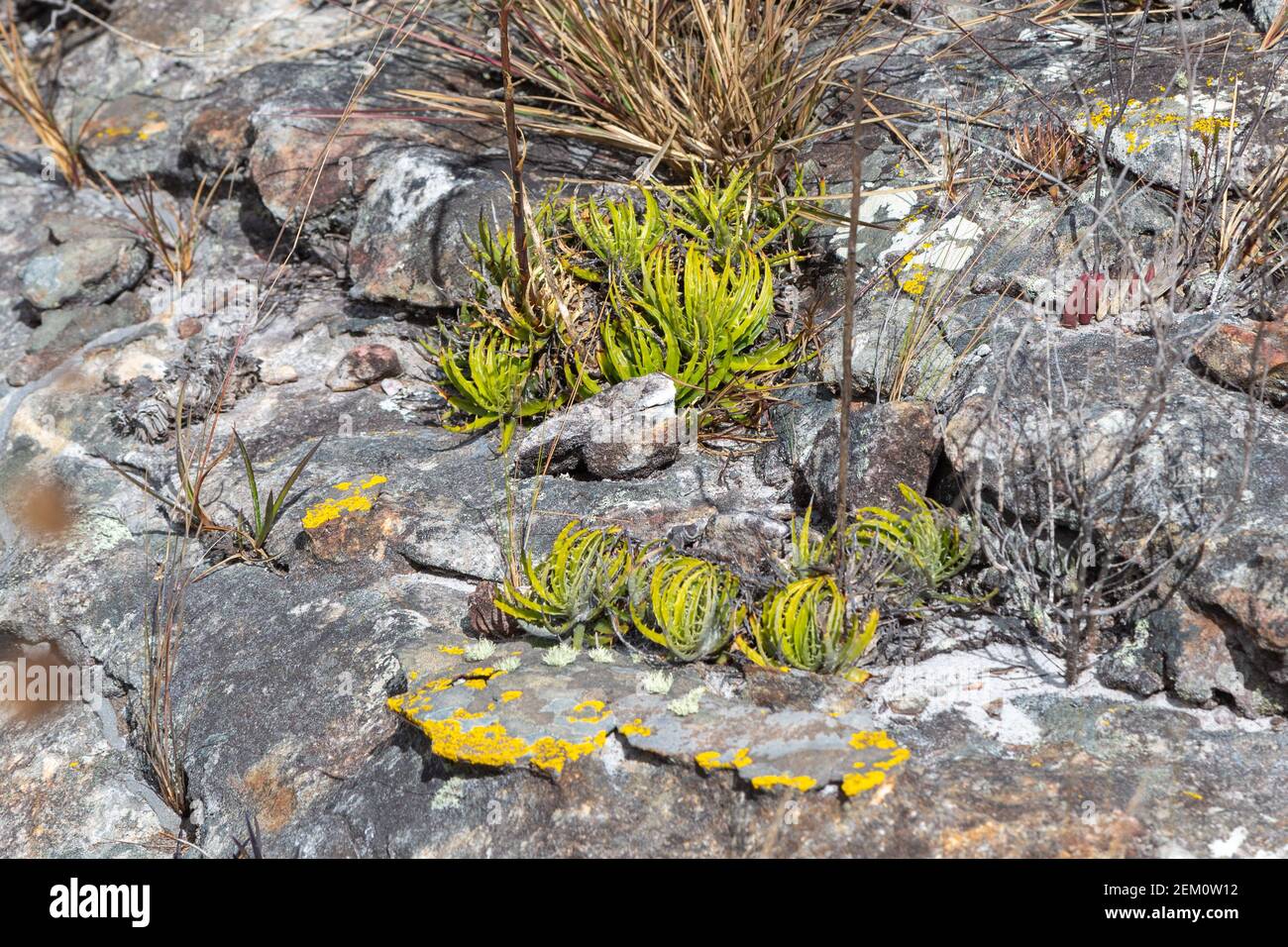 Bromeliaceae poussant sur des roches proches de Diamantina à Minas Gerais, Brésil Banque D'Images