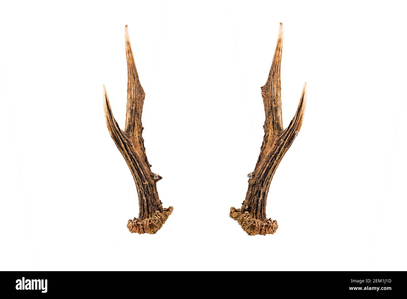 bois de cerf de virginie, caperole, également connu sous le nom de roe occidentale ou européenne, sur fond de cerf-volant Banque D'Images