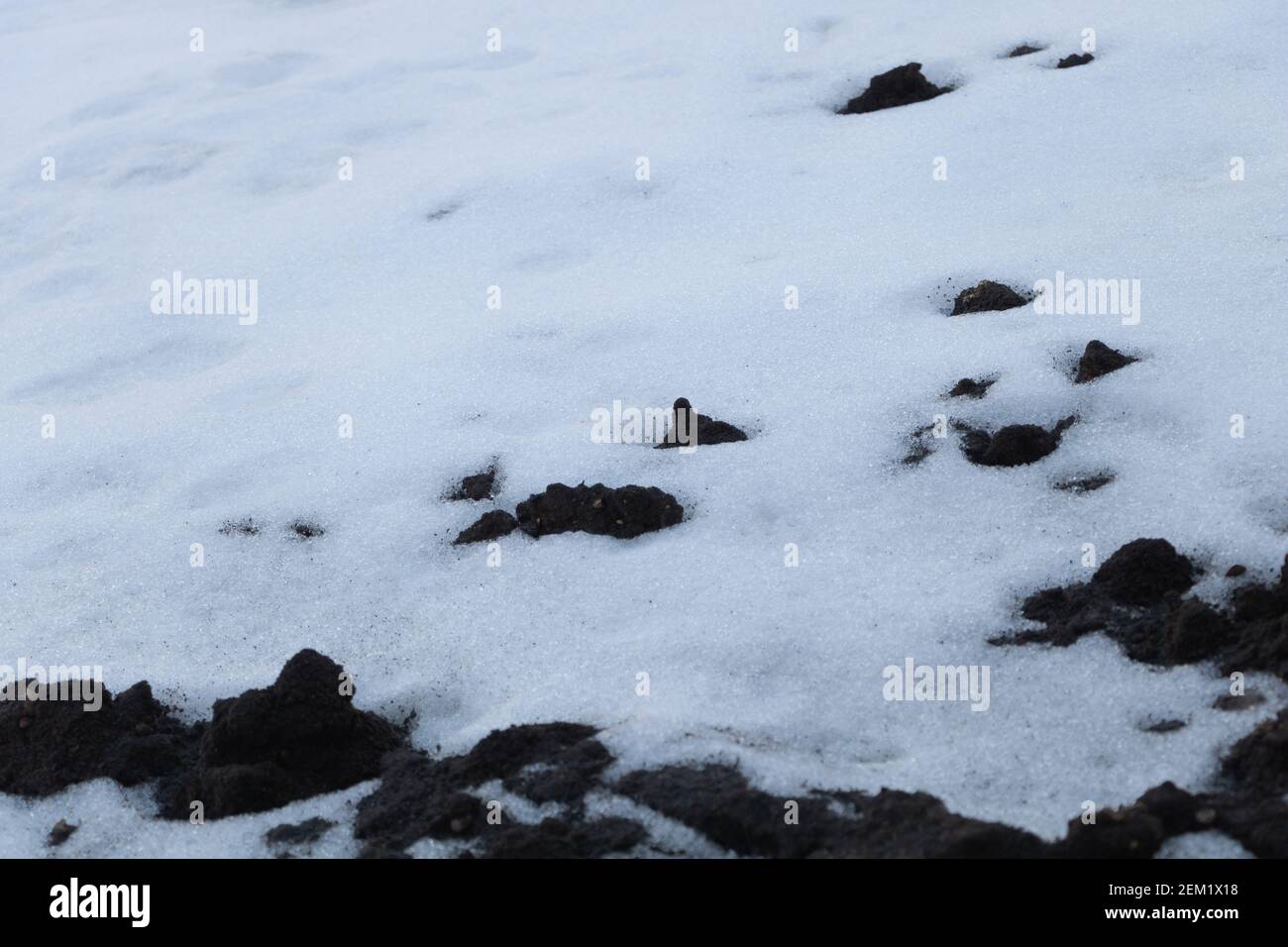 La neige fond à la fin de l'hiver - le printemps arrive concept Banque D'Images