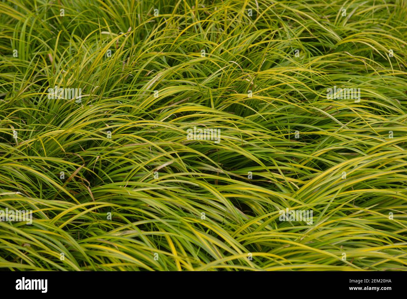 Hiver feuillage vert et jaune de l'Acorus gramineus gramineus 'Oborozuki' qui pousse dans un jardin du Devon rural, en Banque D'Images