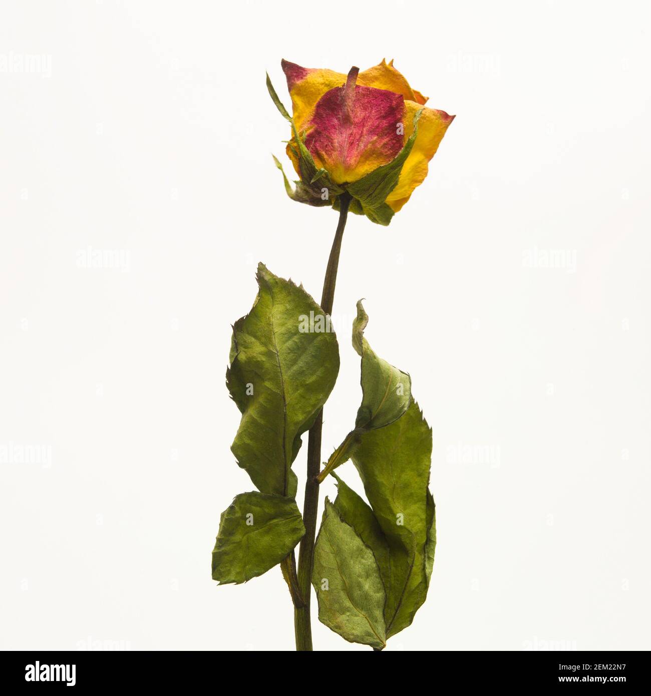 Ageing Roses Ageing roses Banque de photographies et d’images à haute résolution - Alamy