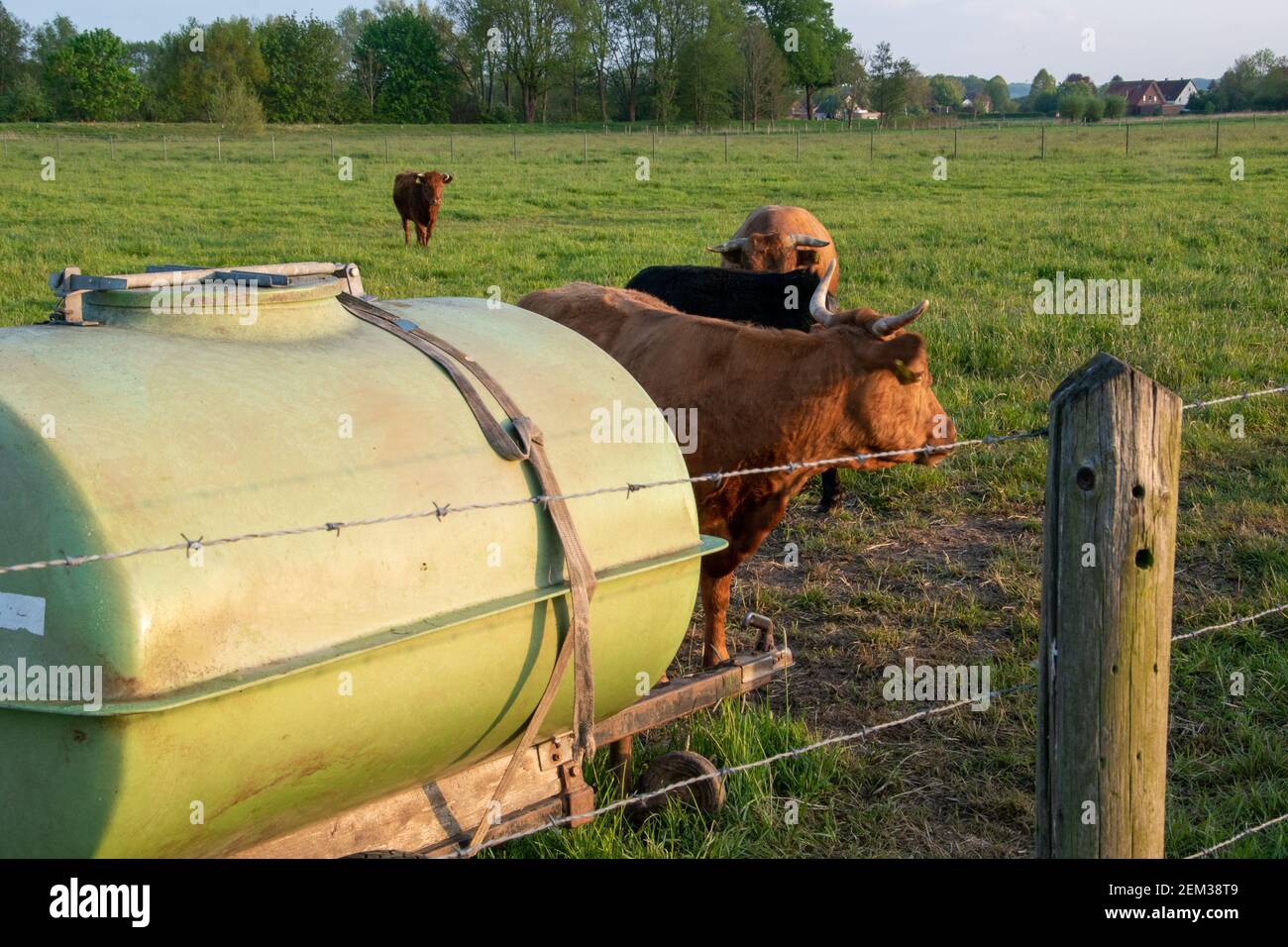 Réservoir d'eau et point d'eau dans un pâturage avec des vaches brunes. Banque D'Images