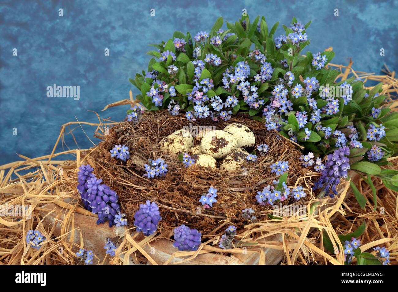 Des œufs de caille dans un nid d'oiseaux naturel avec le printemps, oubliez-moi et des fleurs de jacinthe de raisin sur fond bleu marbré. Banque D'Images