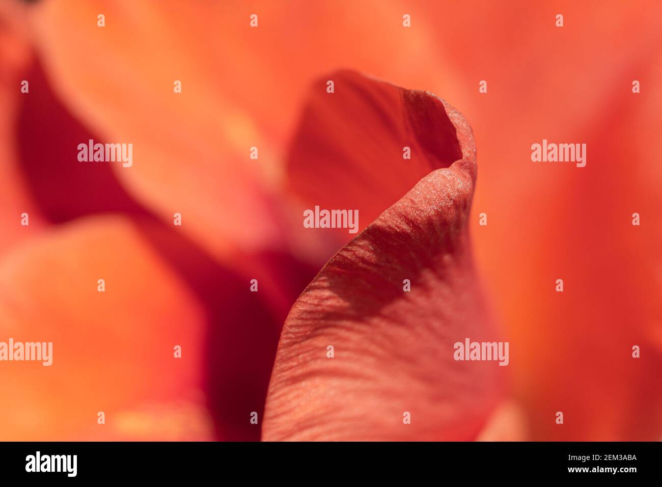 Vue macro du pétale de fleur orange Banque D'Images