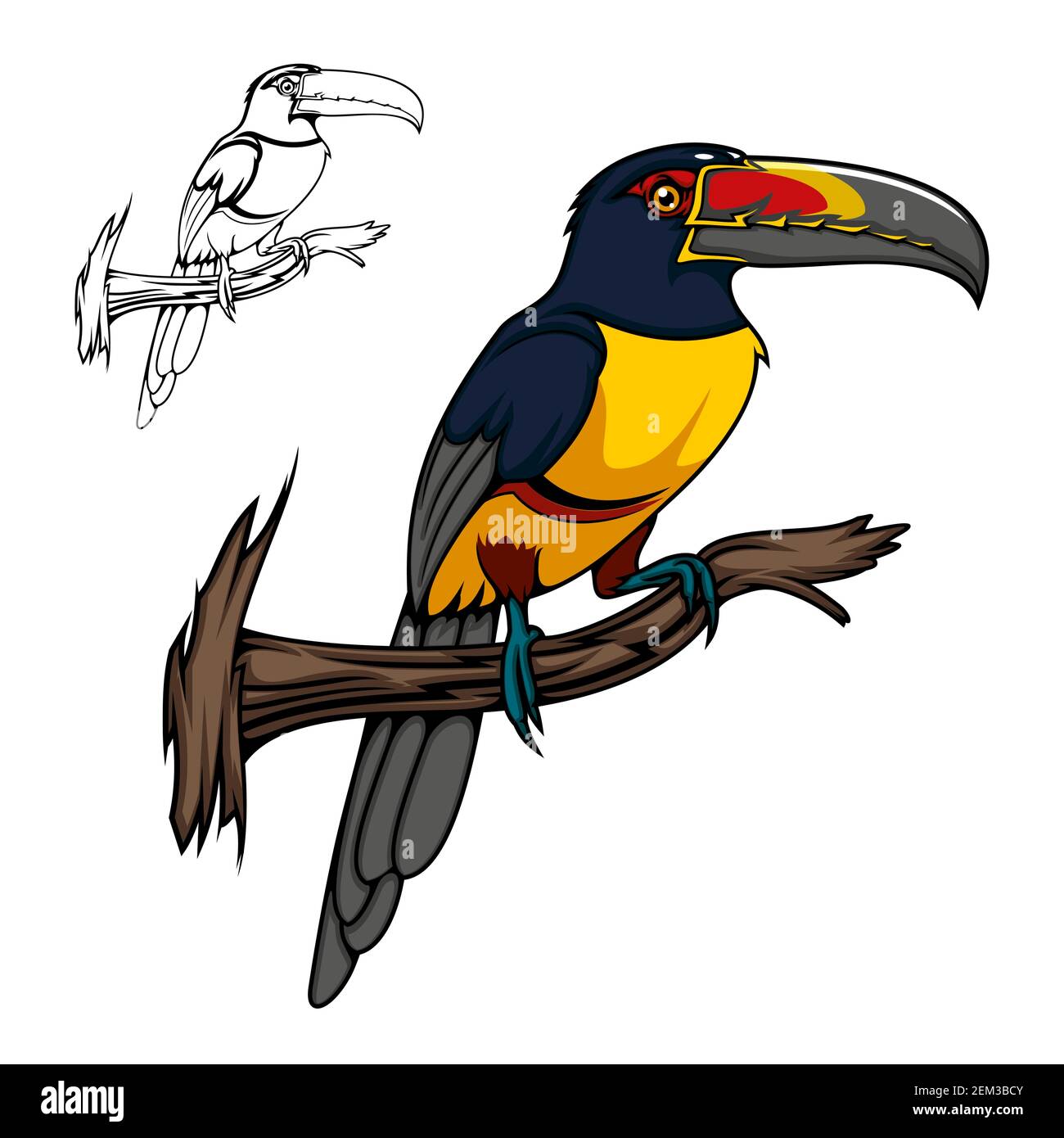 Aracari toucan oiseau assis sur branche d'arbre, vecteur animal de bande dessinée. Toucan exotique tropical de la forêt amazonienne avec des plumes jaunes, rouges et noires et lar Illustration de Vecteur