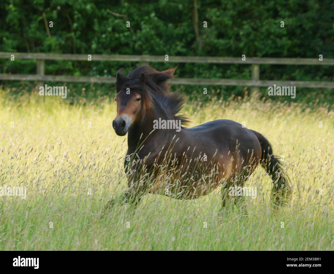 Une race rare Exmoor poney traverse un enclos de longues herbes d'été. Banque D'Images