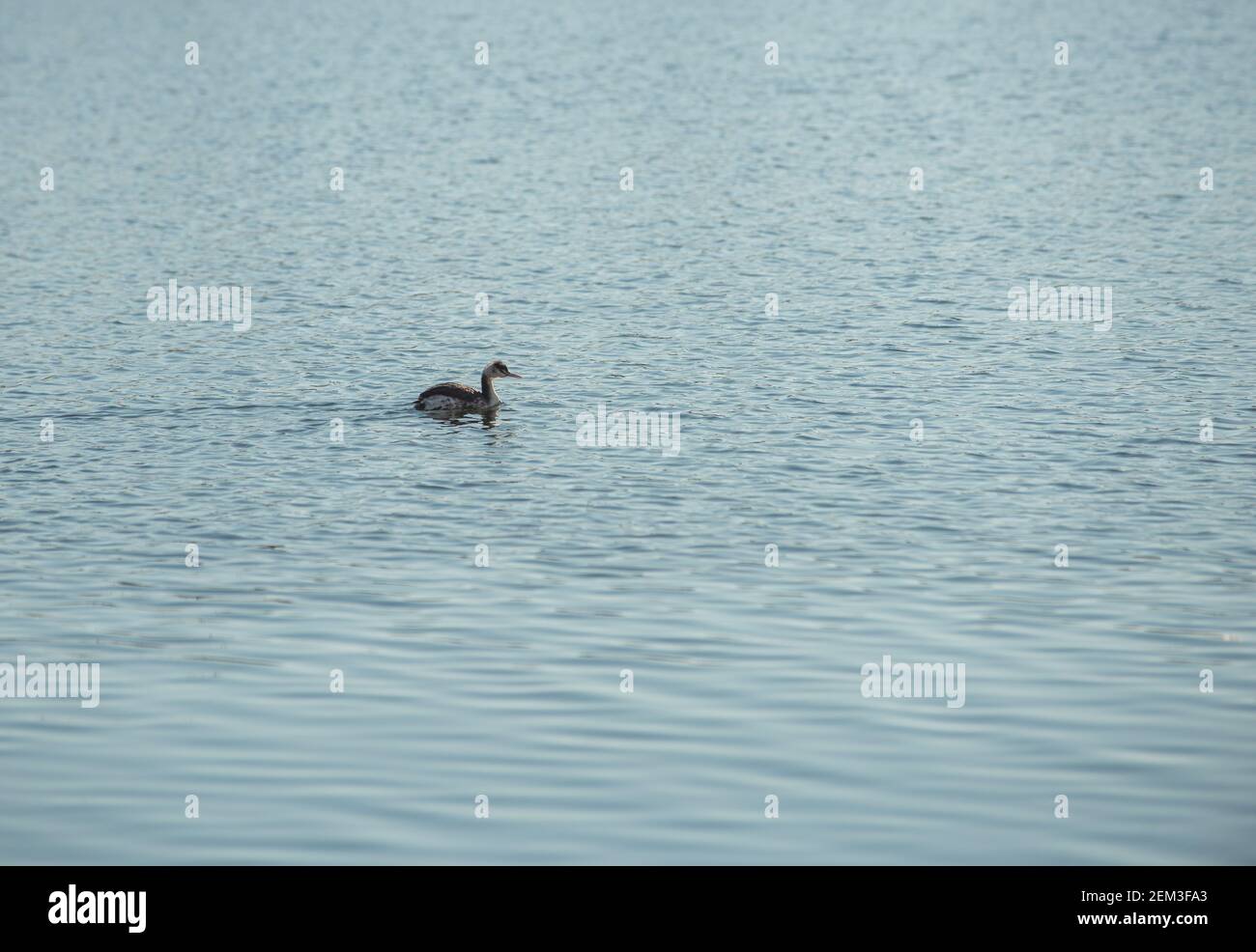 WESTERN Grebe nageant dans le lac doré Poti. Banque D'Images