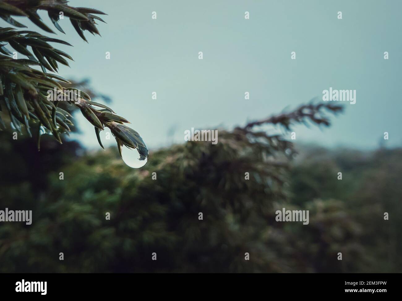 Gros plan des gouttes de rosée pendent sur les branches des conifères. Goutte d'eau s'écoulant d'une aiguille de sapin. Jour de printemps pluvieux dans la forêt à feuilles persistantes. Brumisée froide Banque D'Images