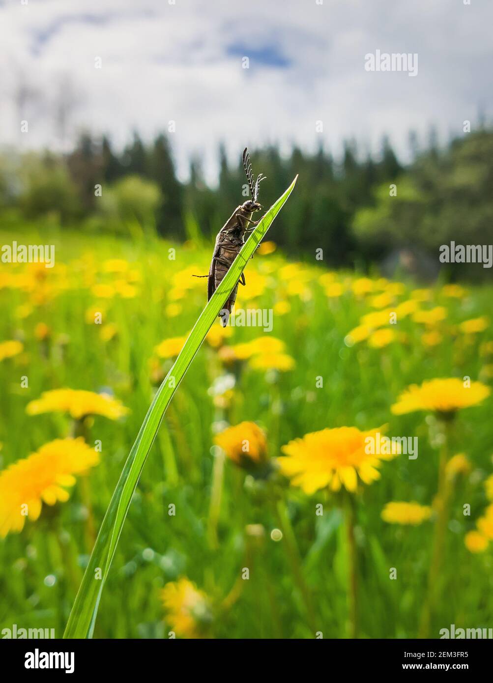 Gros plan un petit insecte grimpant une lame d'herbe verte. Magnifique scène de source naturelle sur un pré de pissenlit jaune. Arrière-plan vertical saisonnier, coléoptère chaud Banque D'Images