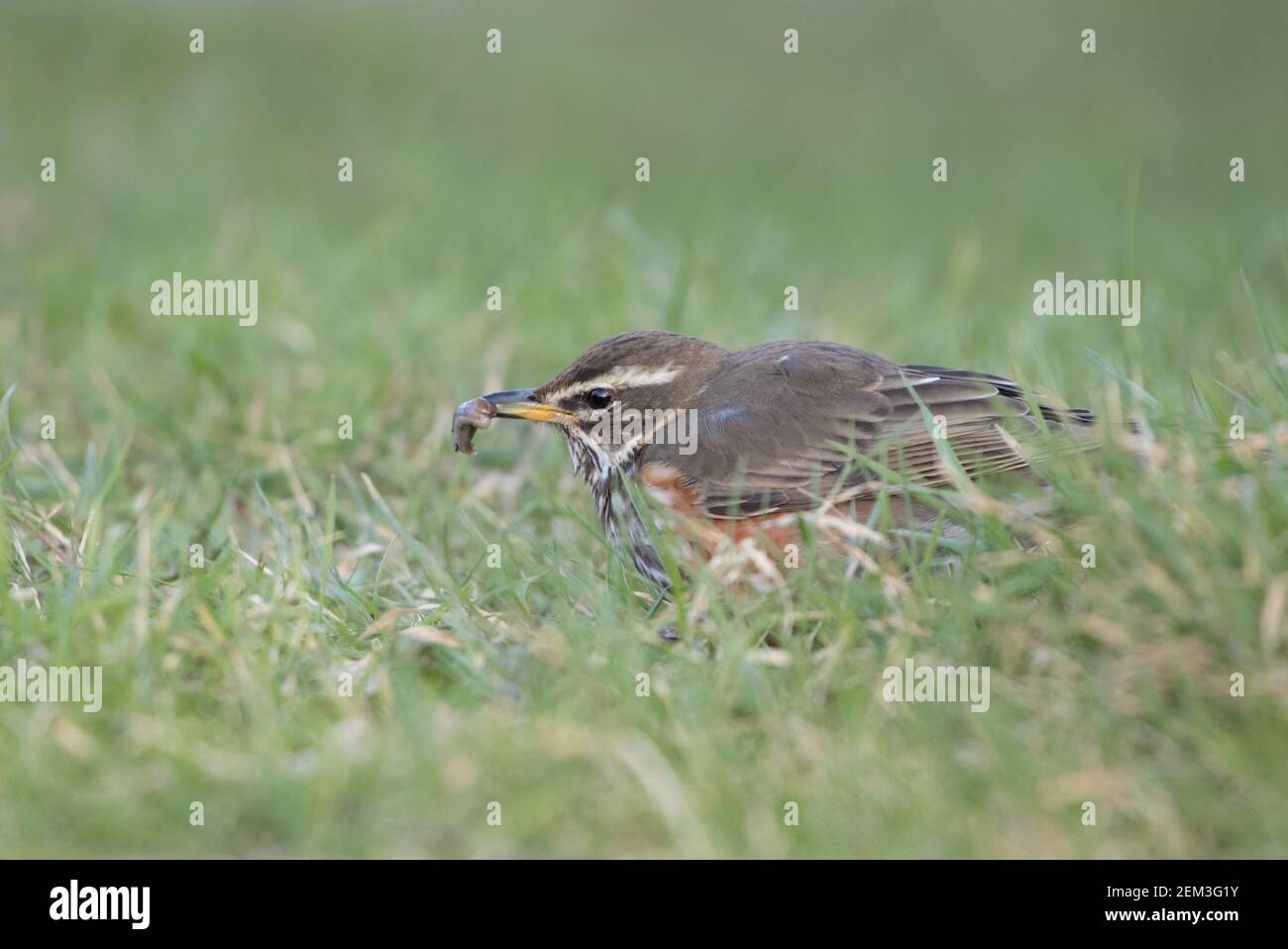 Redwing dans les jardins ovales, Harrogate Banque D'Images
