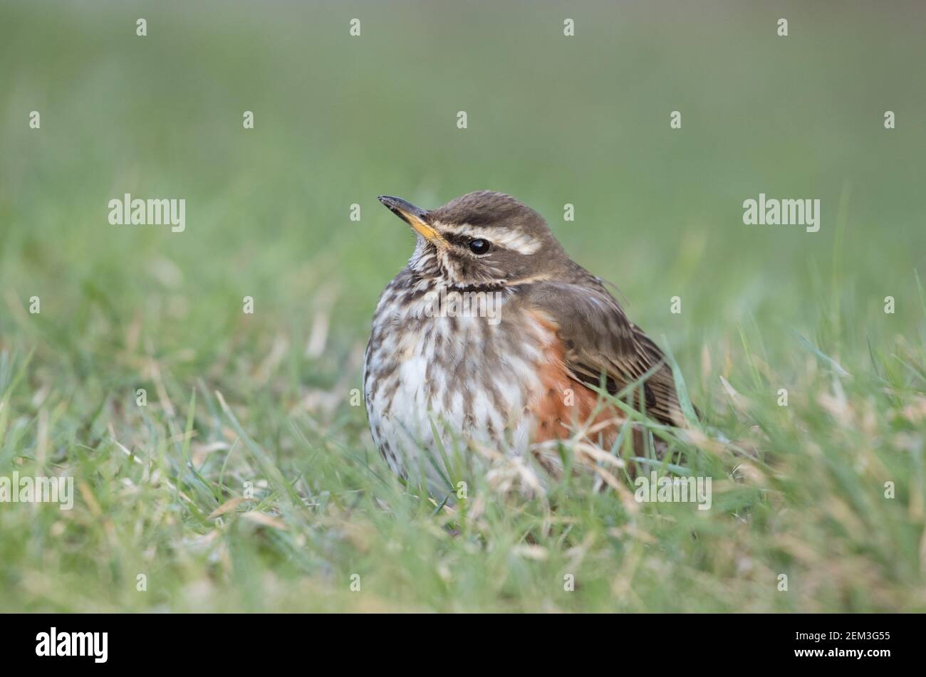 Redwing dans les jardins ovales, Harrogate Banque D'Images