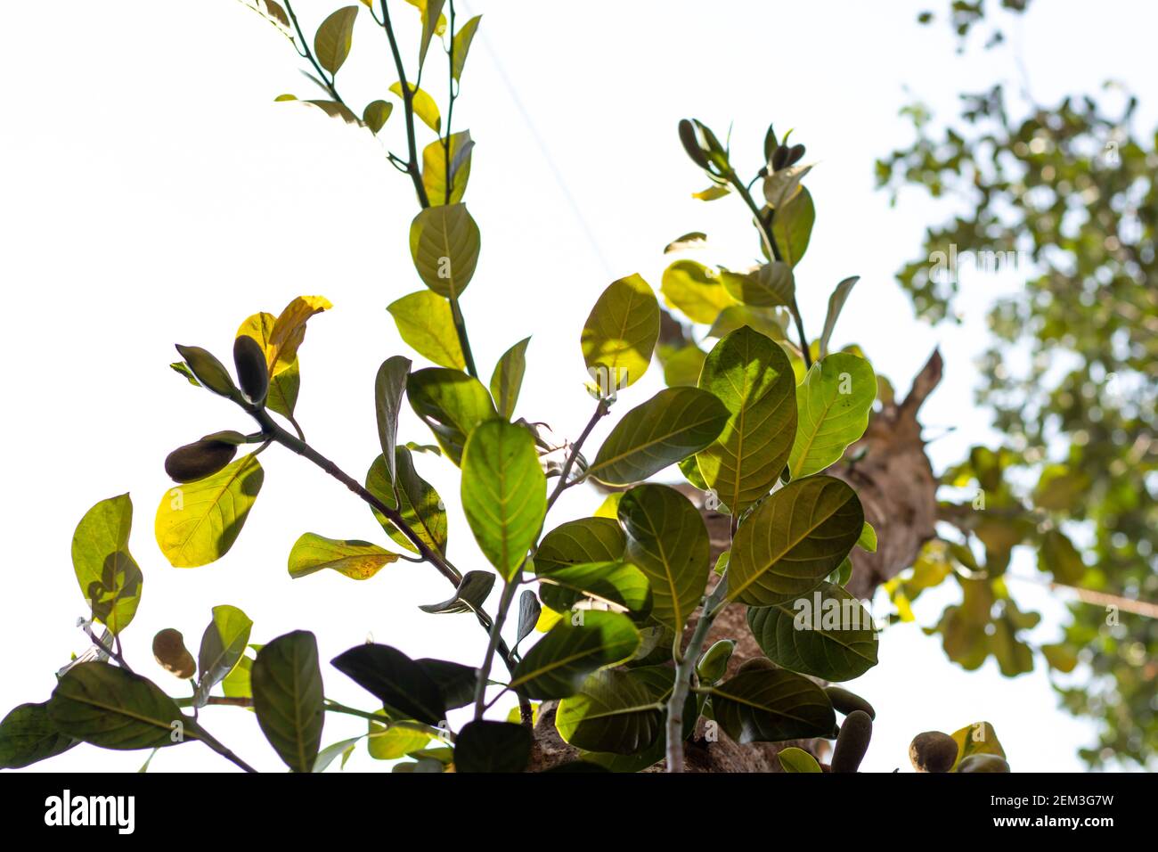 Le jackfruit est une espèce de jardin populaire prisée pour ses fleurs comestibles, ses fruits et ses graines pour la consommation ou la cuisine fraîches Banque D'Images