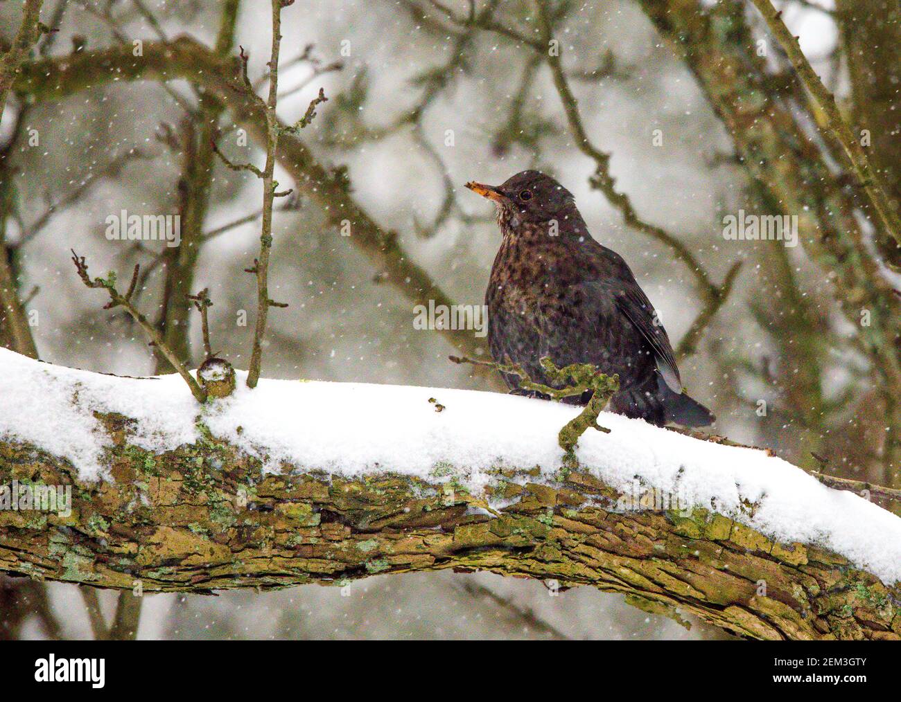 Blackbird dans la neige Banque D'Images