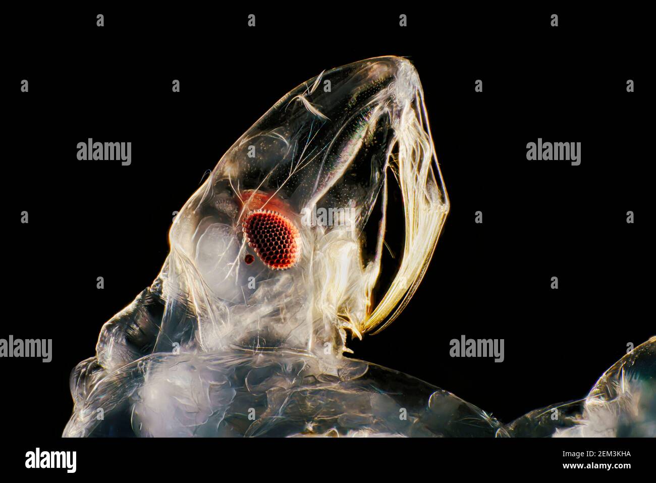 Midge fantôme (Chaoborus spec.), tête d'une larve, image de microscope à champ sombre, grossissement : x12 par rapport à 36 mm, Allemagne Banque D'Images