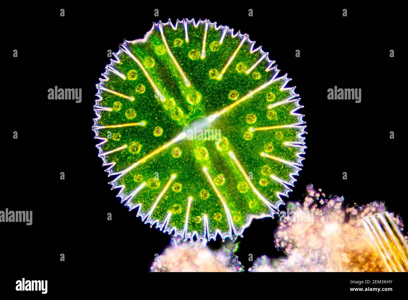 Micrasterias (Micrasterias rotata), algue verte unicellulaire, image microscopique à champ sombre, grossissement x100 par rapport à 35 mm Banque D'Images