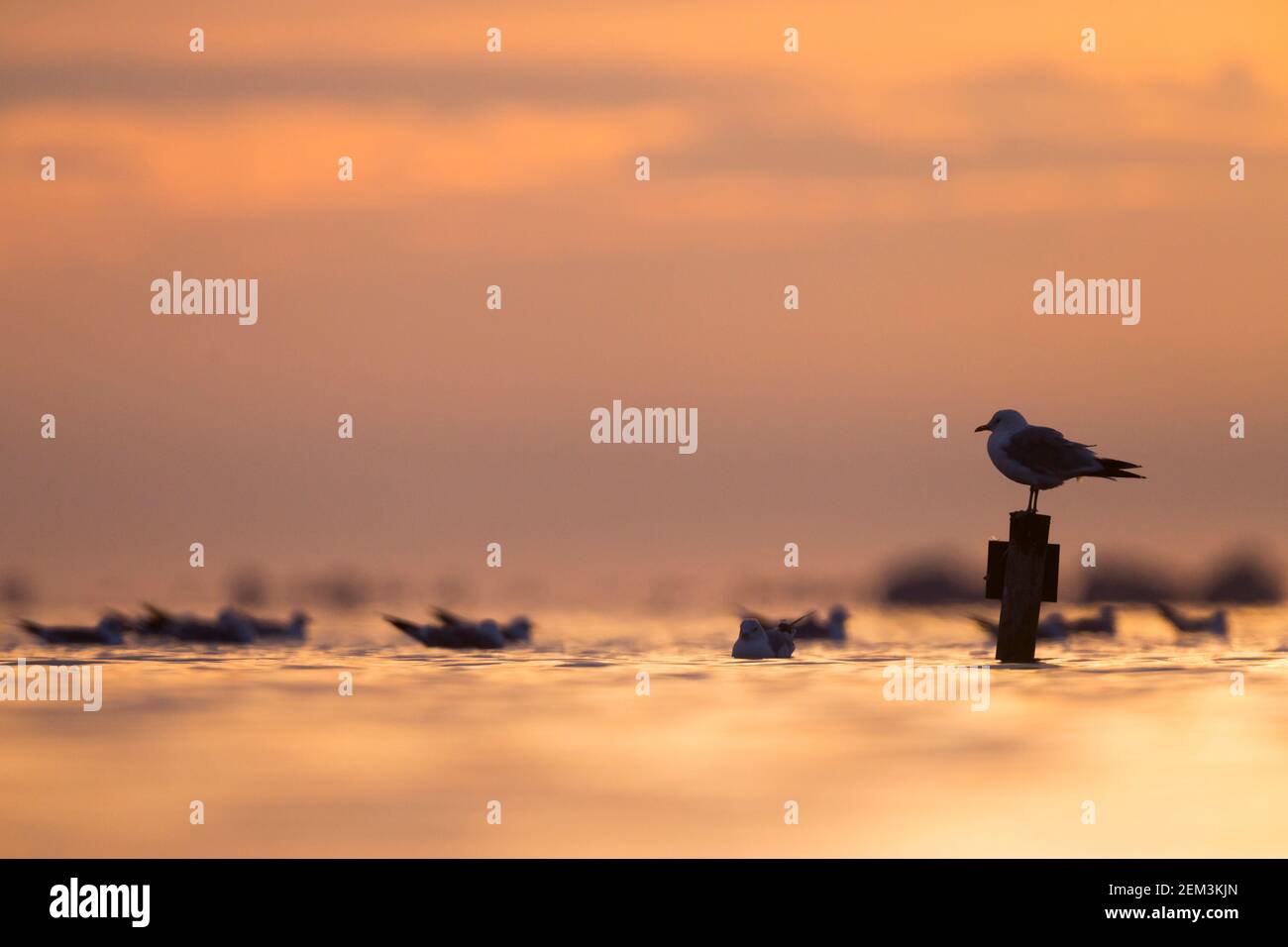 gull mew (Larus canus), adulte assis sur un homme en pole pendant la marée haute dans la mer des Wadden, Allemagne Banque D'Images