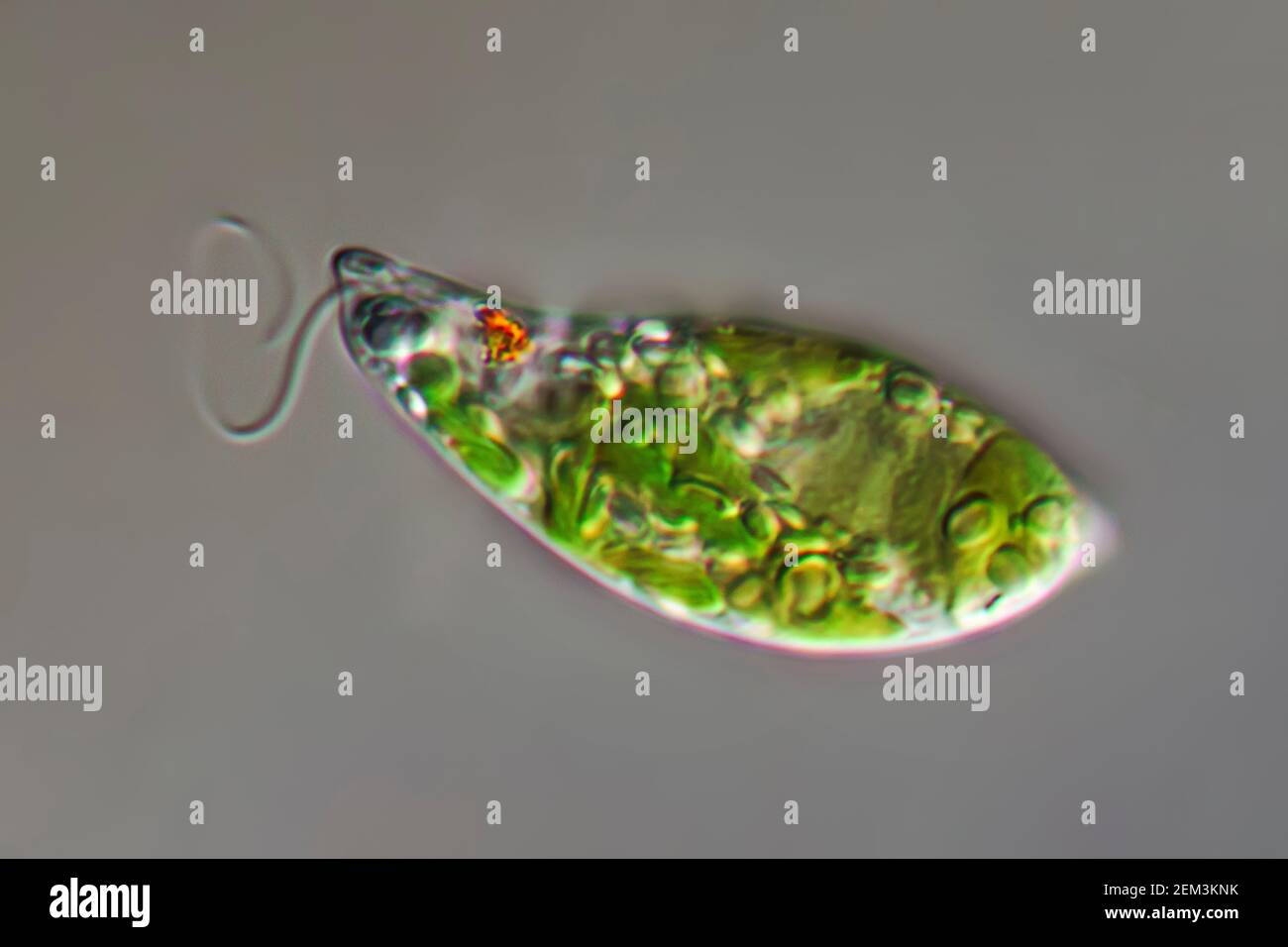 Flagellé eugloïde (Euglena gracilis), image de microscope à contraste d'interférence différentiel, grossissement : x250 par rapport à 35 mm, Allemagne Banque D'Images