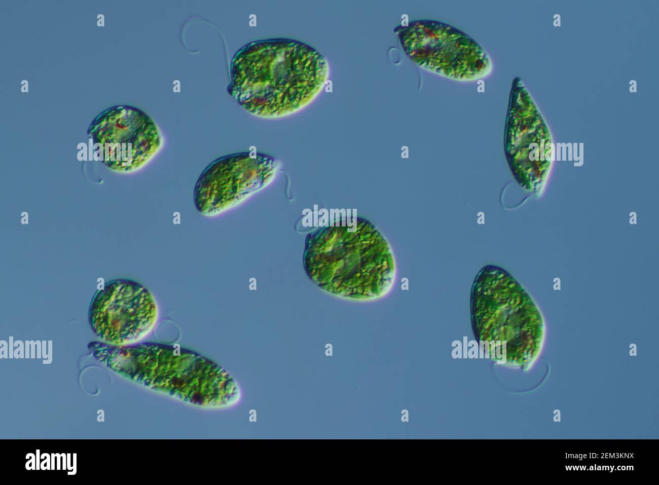 Flagellé eugloïde (Euglena gracilis), image de microscope à contraste d'interférence différentiel, grossissement : x160 par rapport à 35 mm, Allemagne Banque D'Images