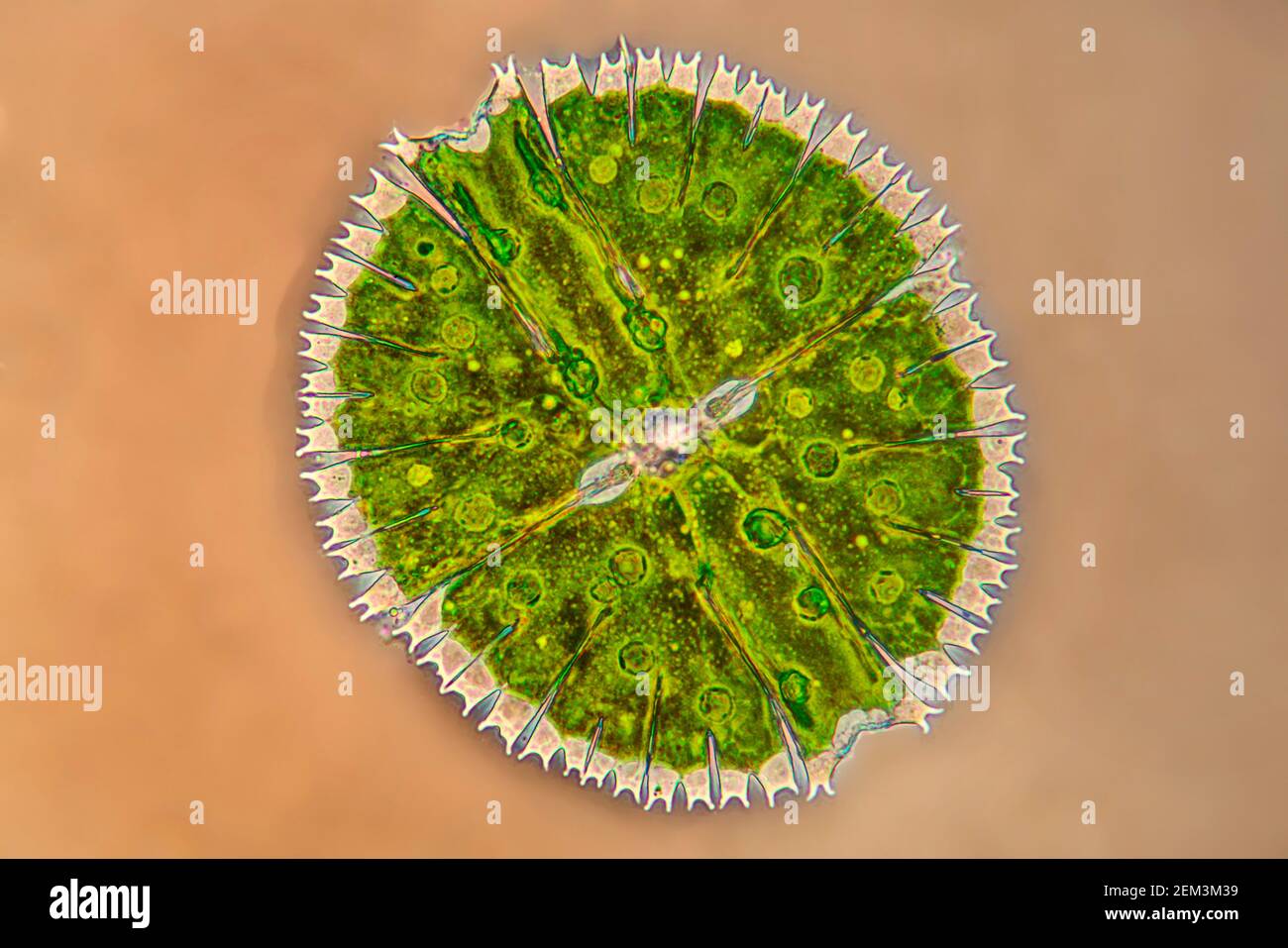 Micrasterias (Micrasterias rotata), algue verte unicellulaire, image IRM à contraste de phase, grossissement x100 par rapport à 35 mm Banque D'Images