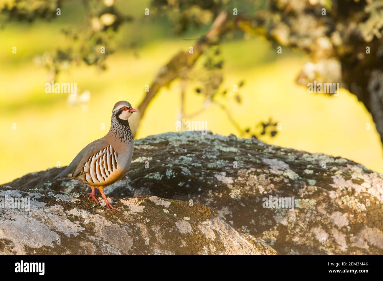 La perdrix espagnole à pattes rouges (Alectoris rufa hispanica, Alectoris hispanica), est située sur un rocher, en Espagne Banque D'Images