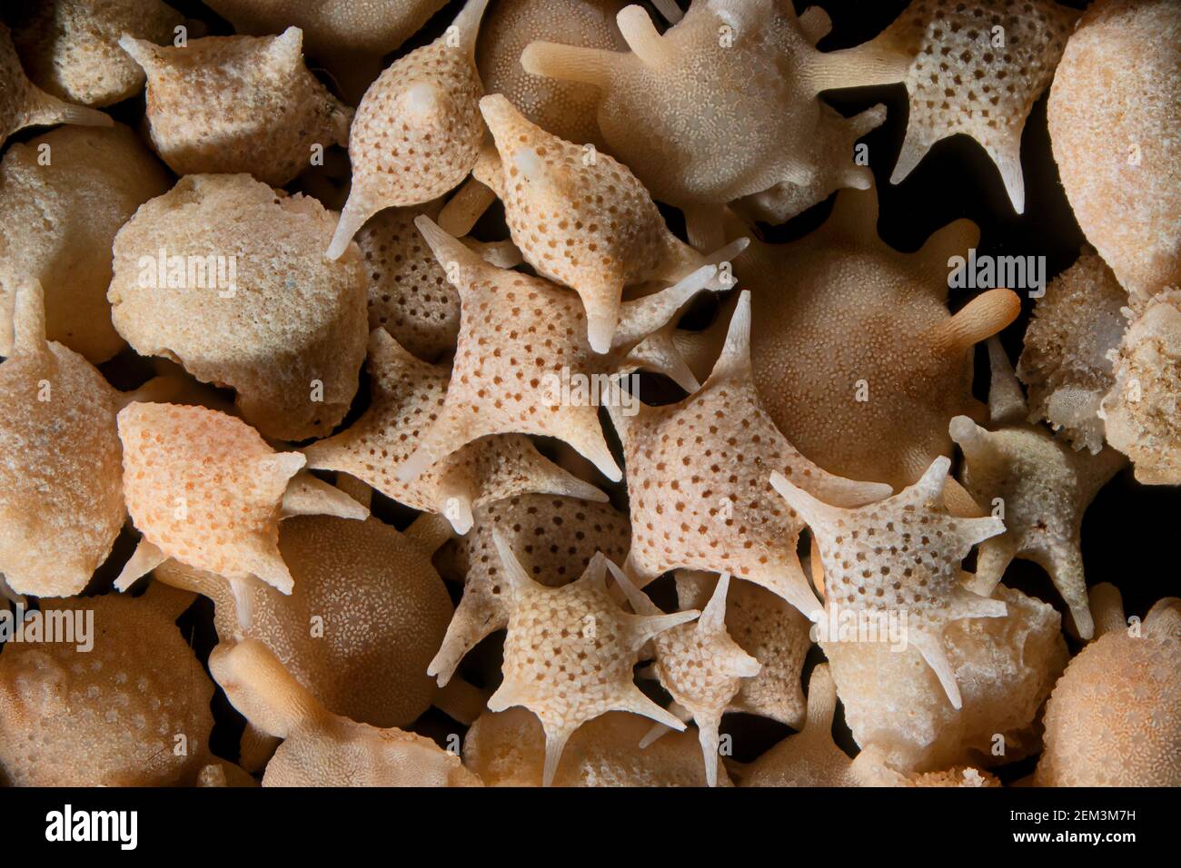 Foraminiferan, foram (Calcarina spec.), sable de foraminiferan du Japon, image de microscope léger, grossissement: X8 lié à 36mm, Japon Banque D'Images