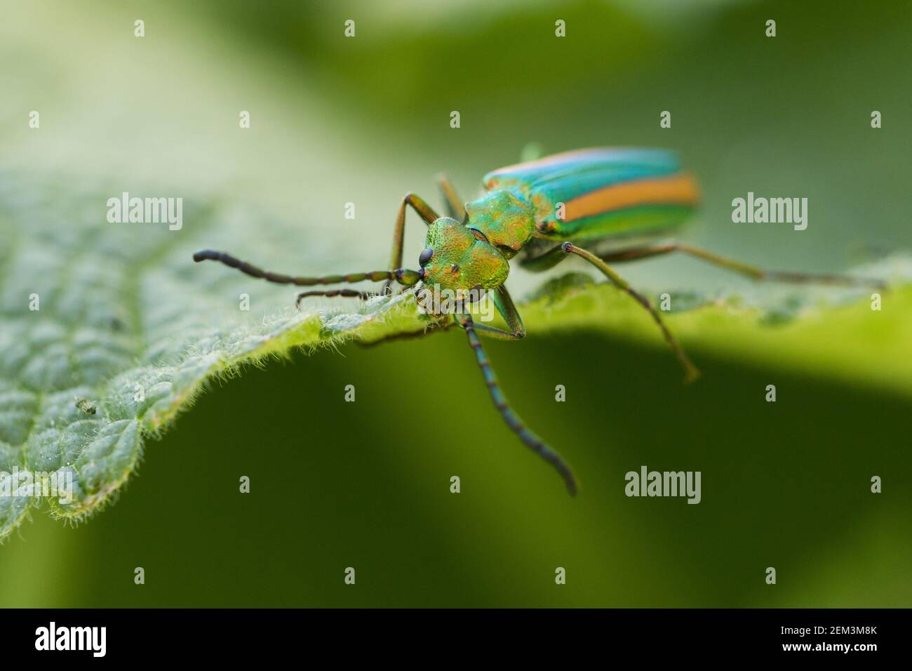 Mouche espagnole, coléoptère de boursouflure (Lytta vesicatoria togata, Cantharis vesicatoria), manger sur une feuille, Kirghizistan Banque D'Images