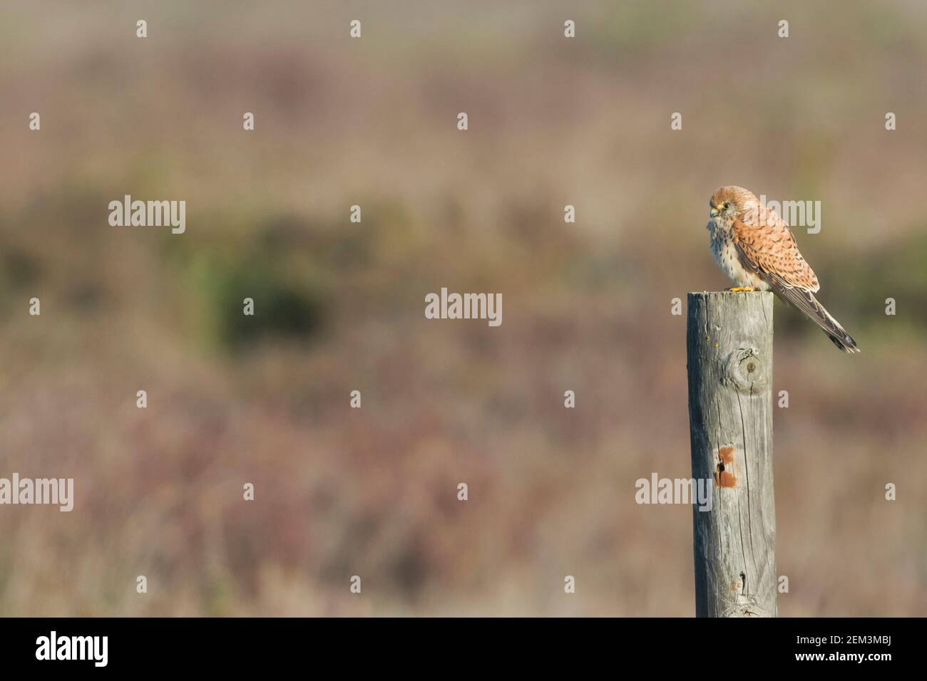 Petit kestrel (Falco naumanni), femelle adulte perchée sur un poteau, Espagne Banque D'Images