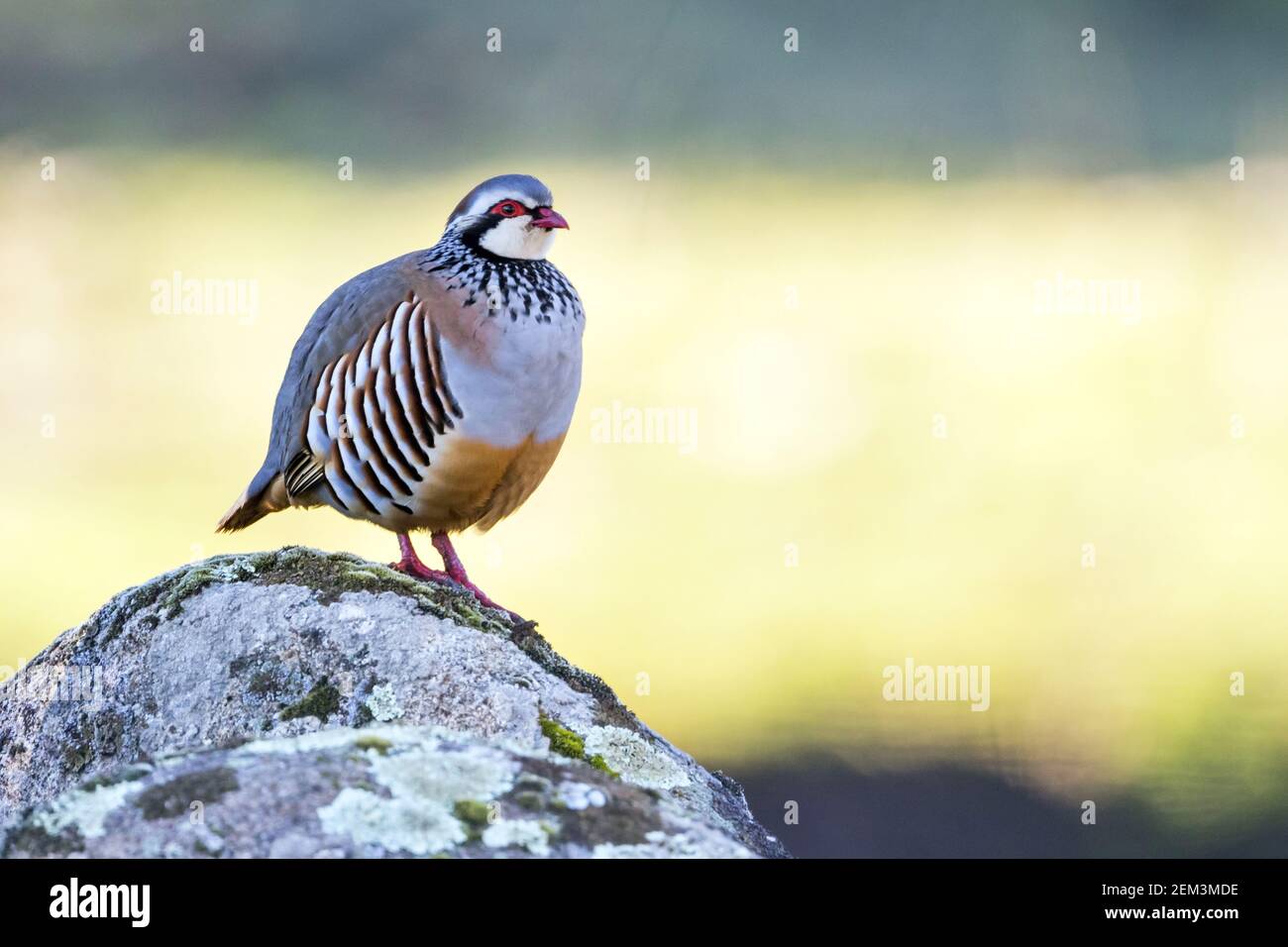 La perdrix espagnole à pattes rouges (Alectoris rufa hispanica, Alectoris hispanica), est située sur un rocher, en Espagne Banque D'Images