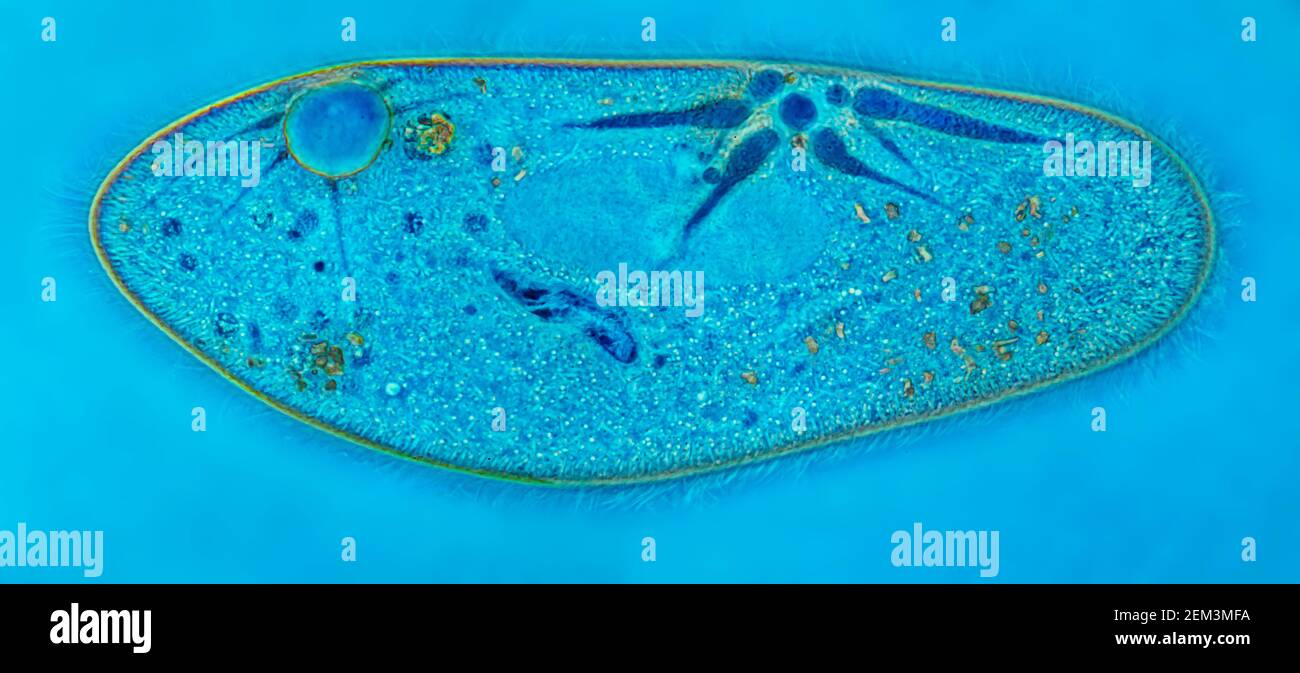 Slipper animalcules (Paramecium caudatum), image IRM à contraste de phase, grossissement x120 par rapport à 35mm, Allemagne Banque D'Images