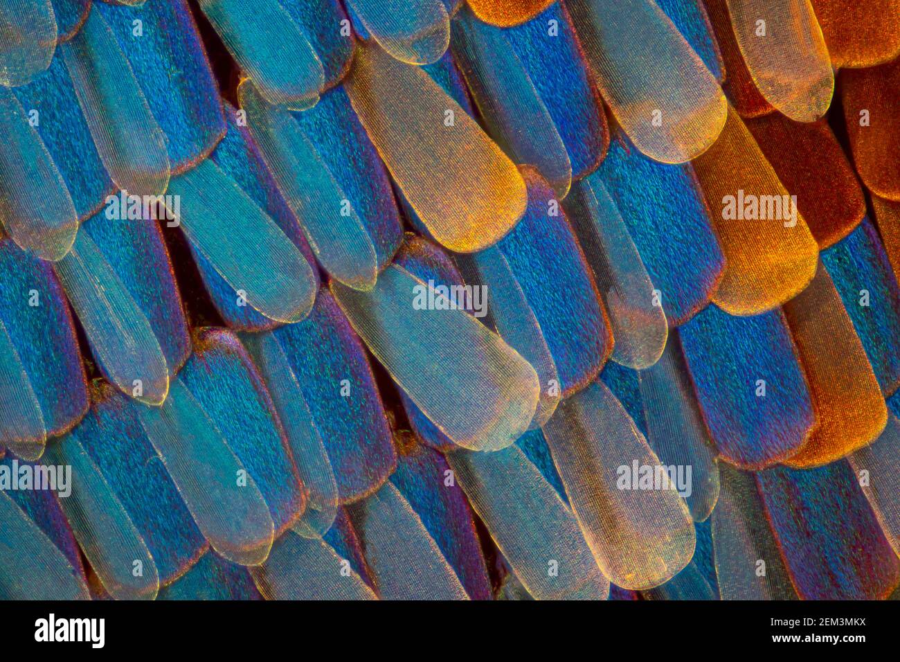 Lépidoptères (Lepidoptera), écailles sur les ailes du papillon, image microscopique de champ sombre, grossissement x60 lié à 35 mm Banque D'Images