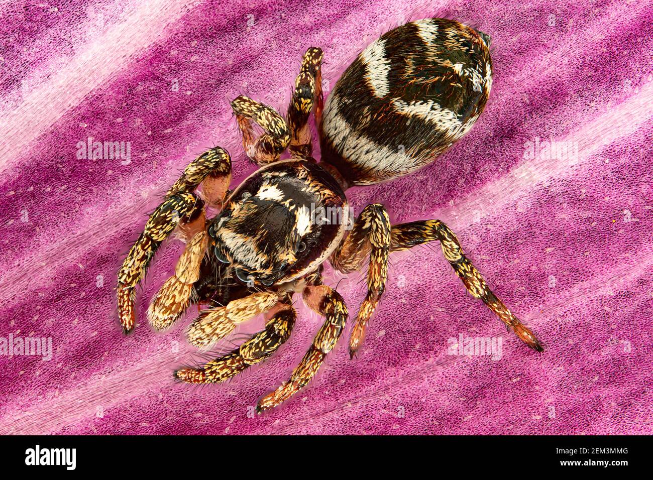 zebra jumper (Salticus scenicus), vue de dessus d'un cavalier zébré, macro image, grossissement x12 lié à 35 mm, Allemagne Banque D'Images