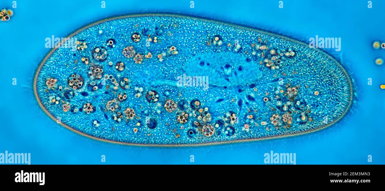 Slipper animalcules (Paramecium caudatum), image IRM à contraste de phase, grossissement x100 par rapport au 35 mm, Allemagne Banque D'Images