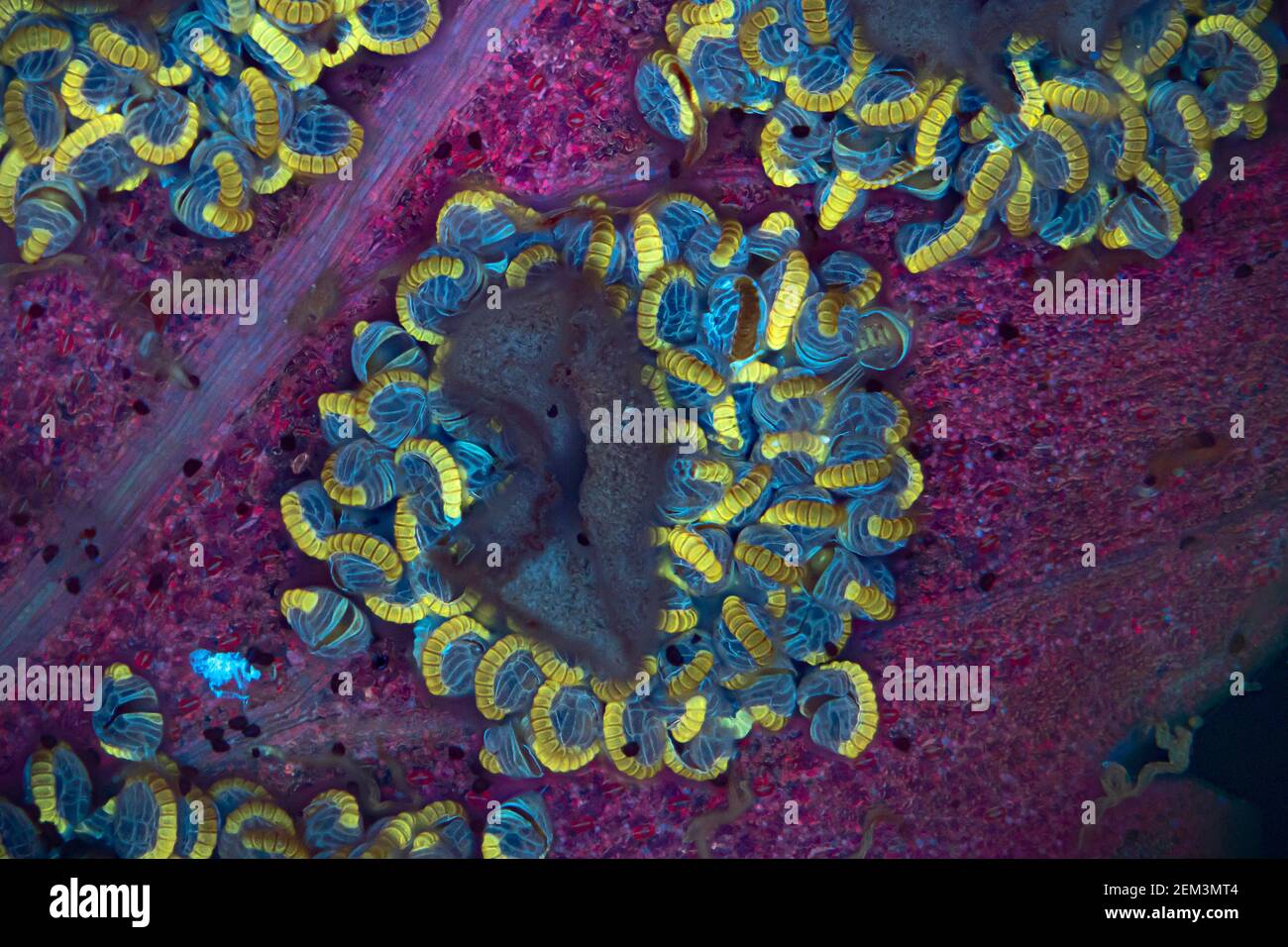 fern sporanges, image fluorescente, excitation UV, image microscopique, grossissement x16 lié à 35 mm, Allemagne Banque D'Images