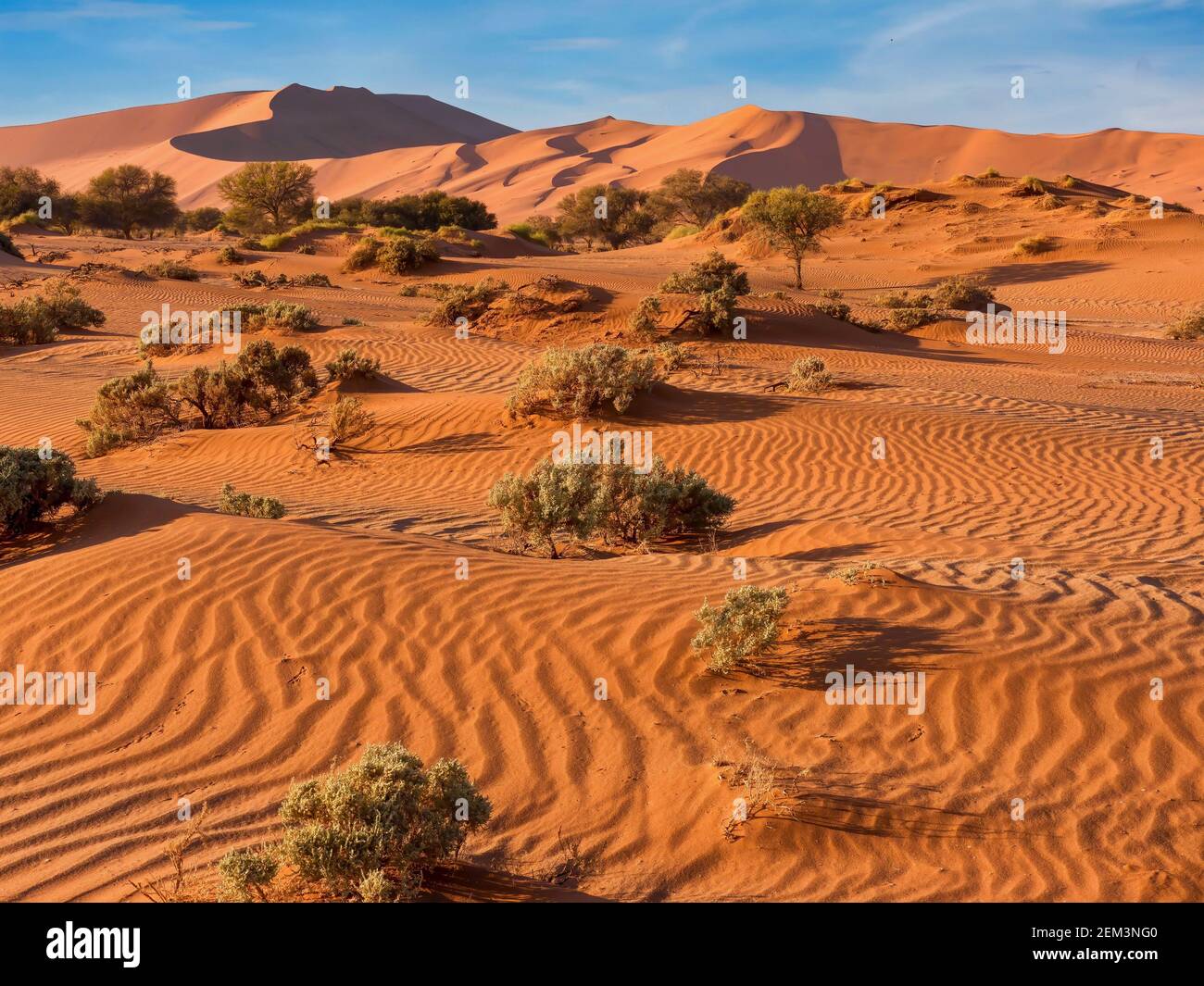 Le sable rouge, balayé par le vent, de Sossusvlei, dans le désert du Namib, en Namibie, où la végétation profonde s'est adaptée pour survivre aux conditions difficiles. Banque D'Images