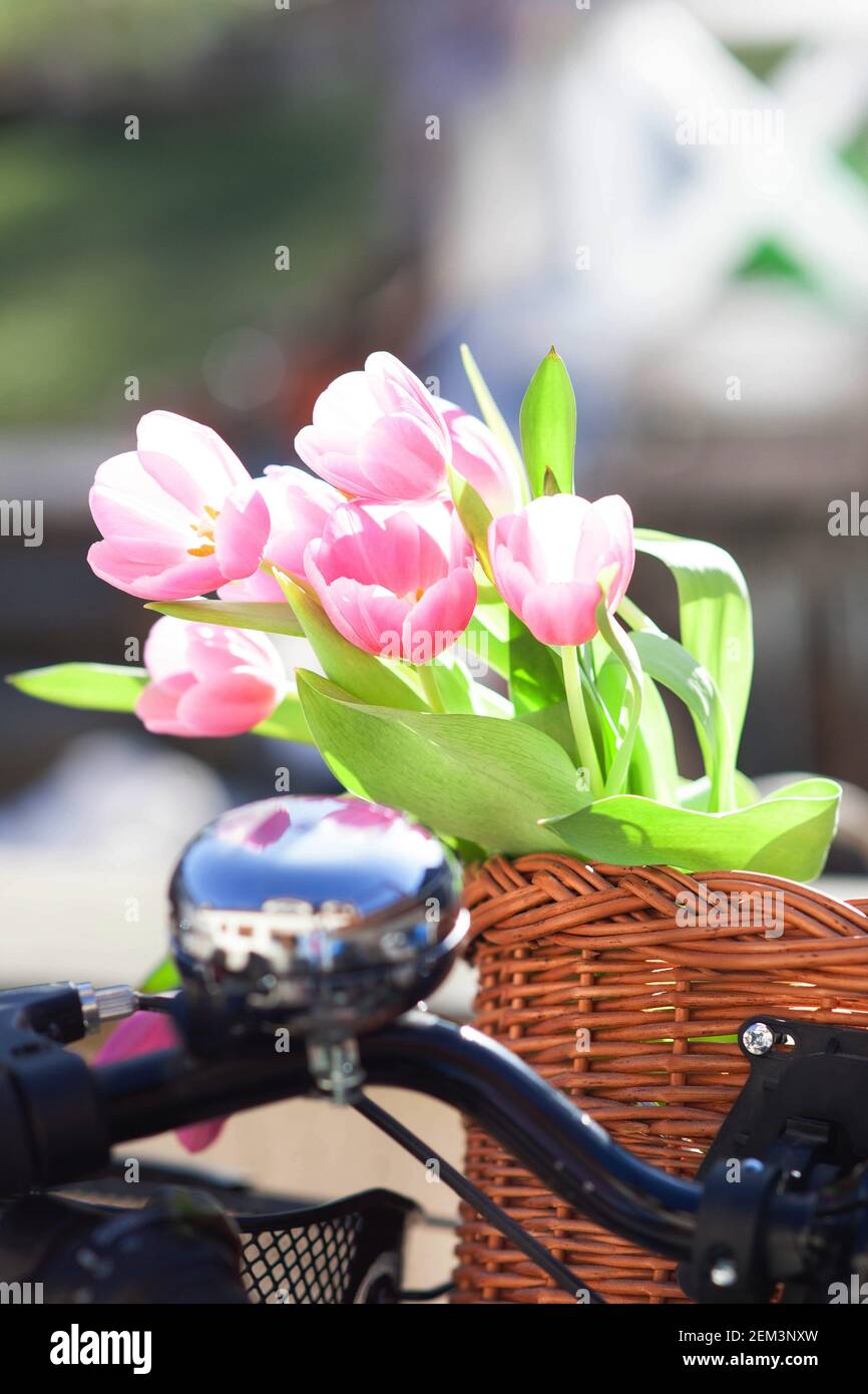 de belles fleurs de tulipe rose dans un panier à vélo de la cickery - ambiance printanière Banque D'Images