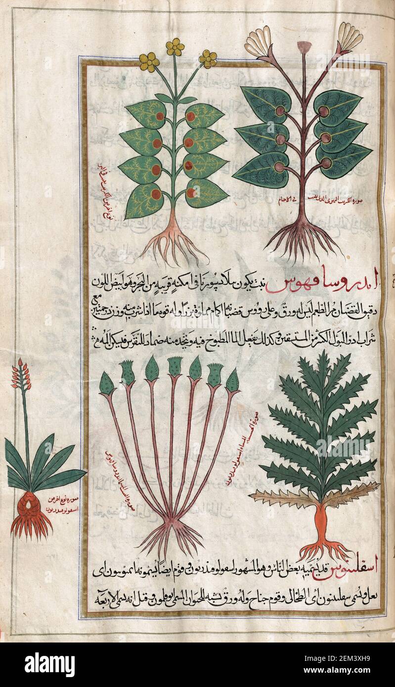 Une sélection de plantes, y compris des plantes aquatiques. Après une illustration par Mirza Baqir dans un livre iranien du 19ème siècle du médecin grec et botaniste Pedanius Dioscorides 1er siècle AD oeuvre de Materia Medica. Banque D'Images