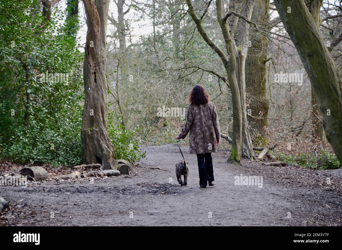 une femme qui marche son chien de terrier à travers le bois de queens highgate londres angleterre royaume-uni Banque D'Images
