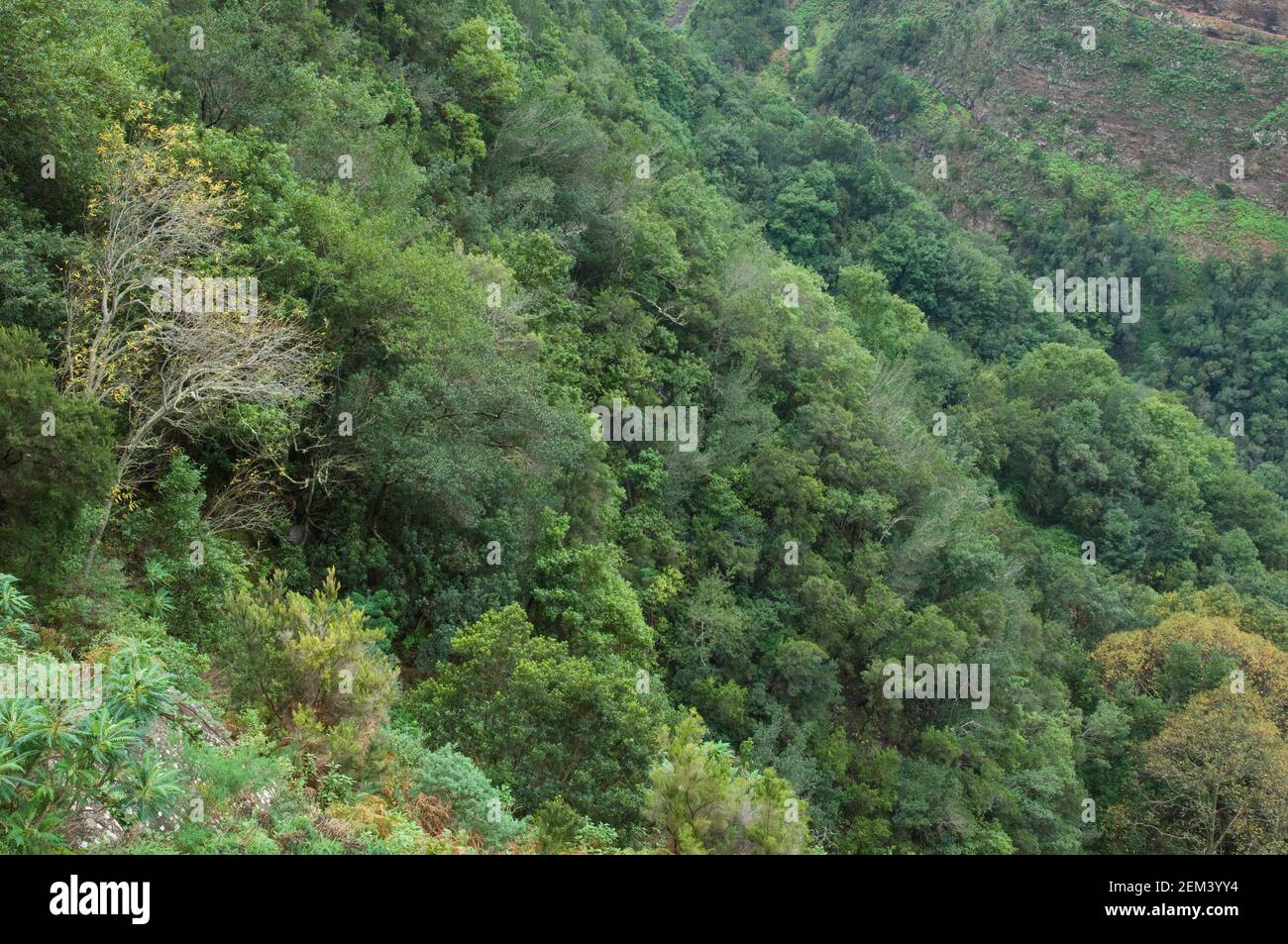 Forêt d'Evergreen dans la municipalité de Barlovento. La Palma. Îles Canaries. Espagne. Banque D'Images