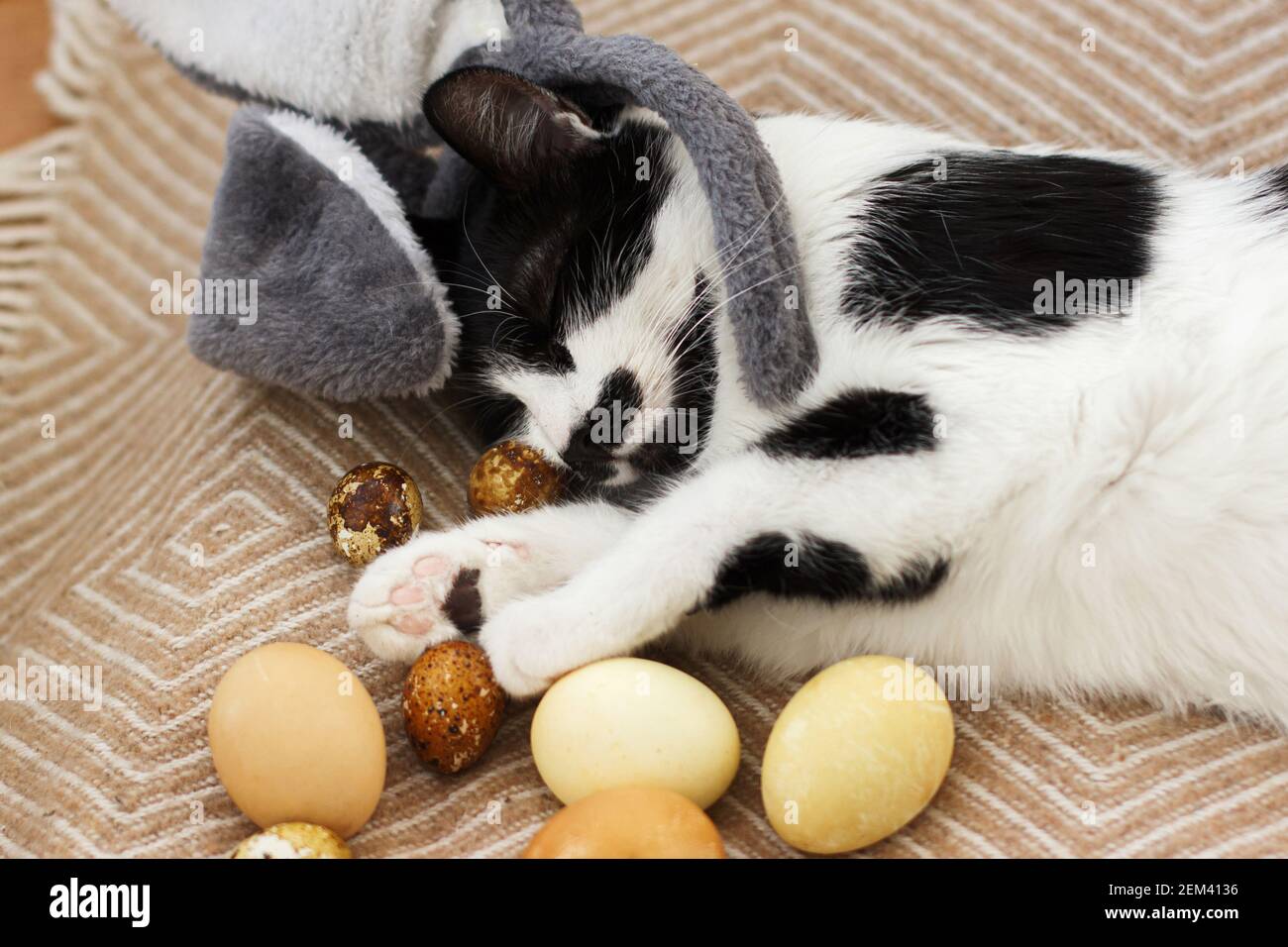 Mignon Chat Dans Les Oreilles De Lapin Dormant Avec Des œufs De Paques Pastel Modernes Sur Une Couverture Jaune Confortable Adorable Animal De Compagnie Jouant Et Tenant La Patte Sur Des œufs