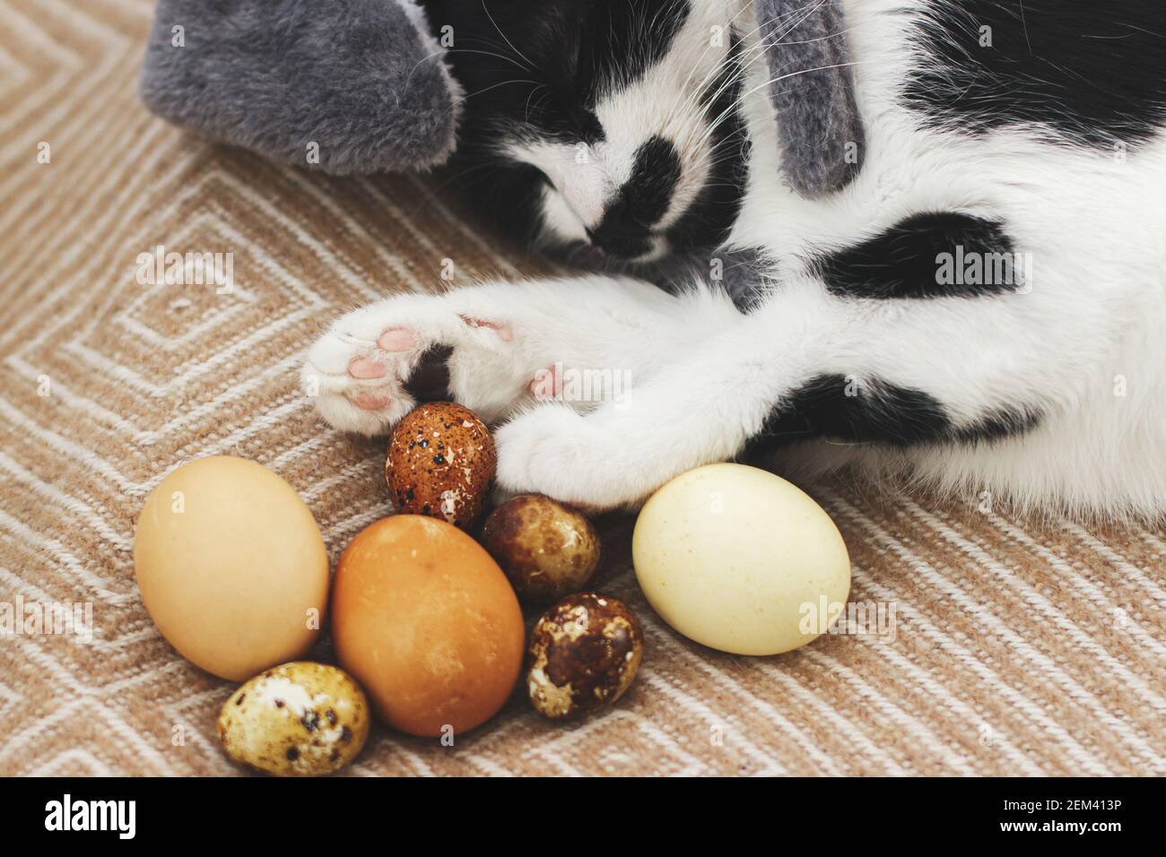 Mignon Chat Dans Les Oreilles De Lapin Dormant Avec Des œufs De Paques Pastel Modernes Sur Une Couverture Jaune Confortable Adorable Animal De Compagnie Jouant Et Tenant La Patte Sur Des œufs